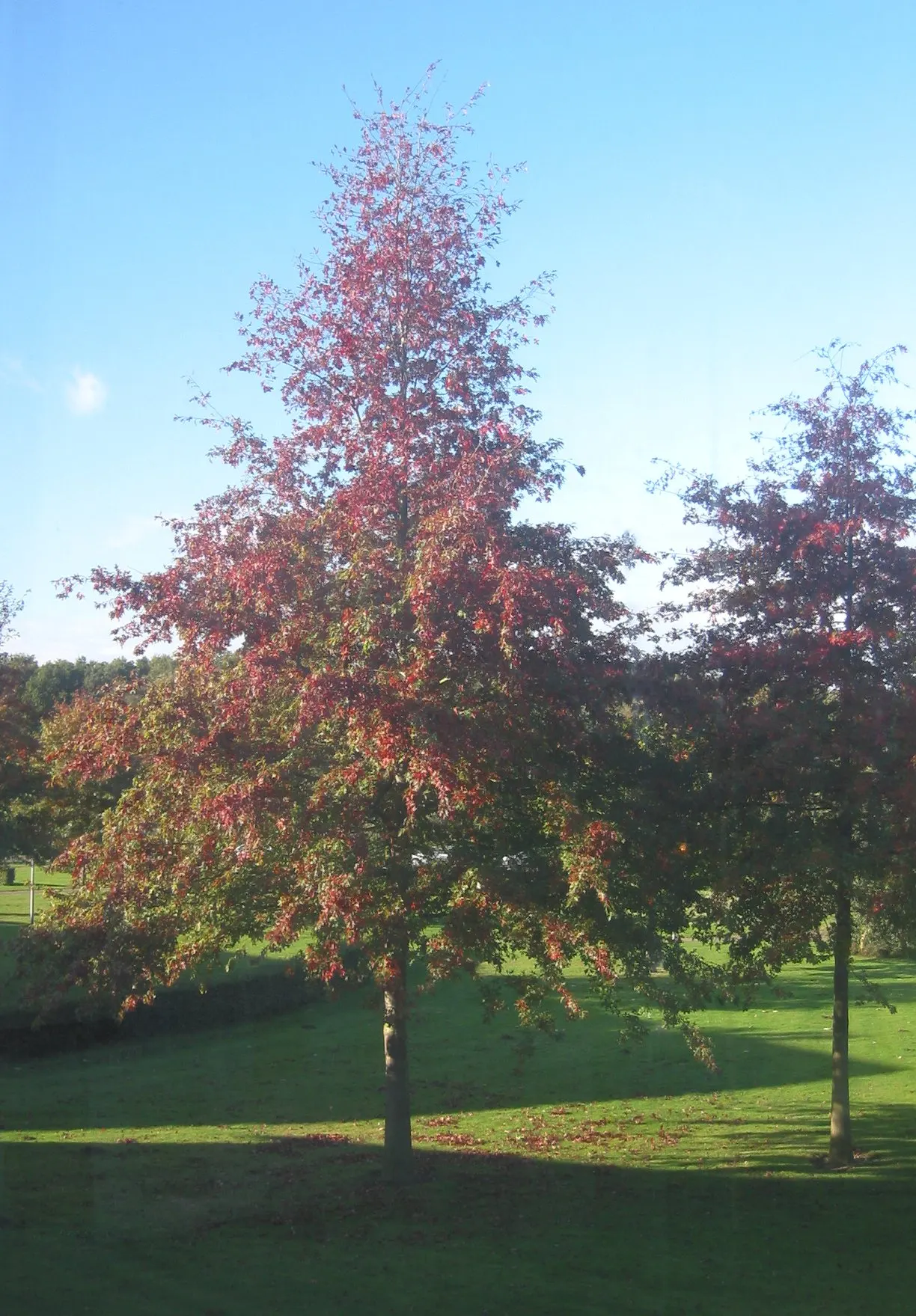 Pin Oak (Quercus Palustris) — although it flourishes in slightly acidic