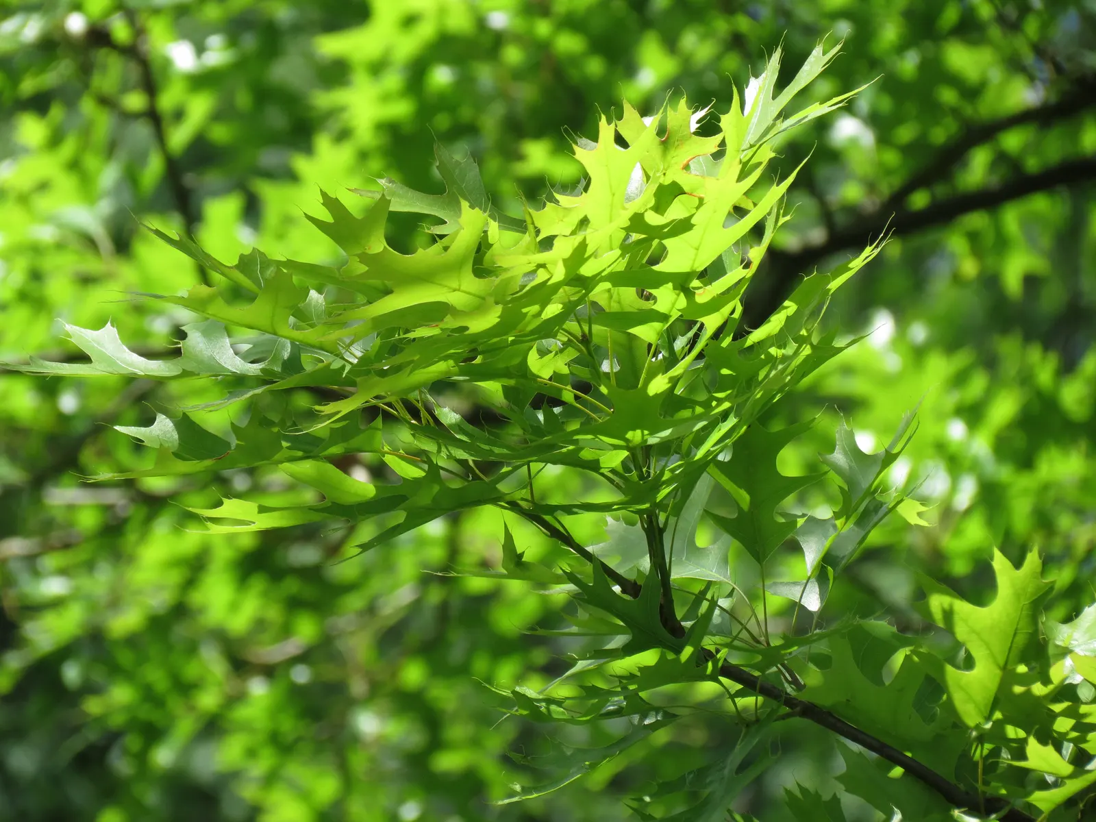 Pin Oak (Quercus Palustris) — making it suitable for a wide range of climates.<br><br>Growing at a moderate to fast rate; tree for full, image 49