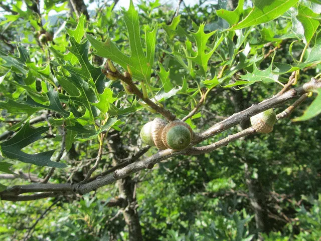Pin Oak (Quercus Palustris) — Additionally, regular pruning may be necessary to raise the lower canopy and remove dead wood; adaptable to wet soils, it thrives