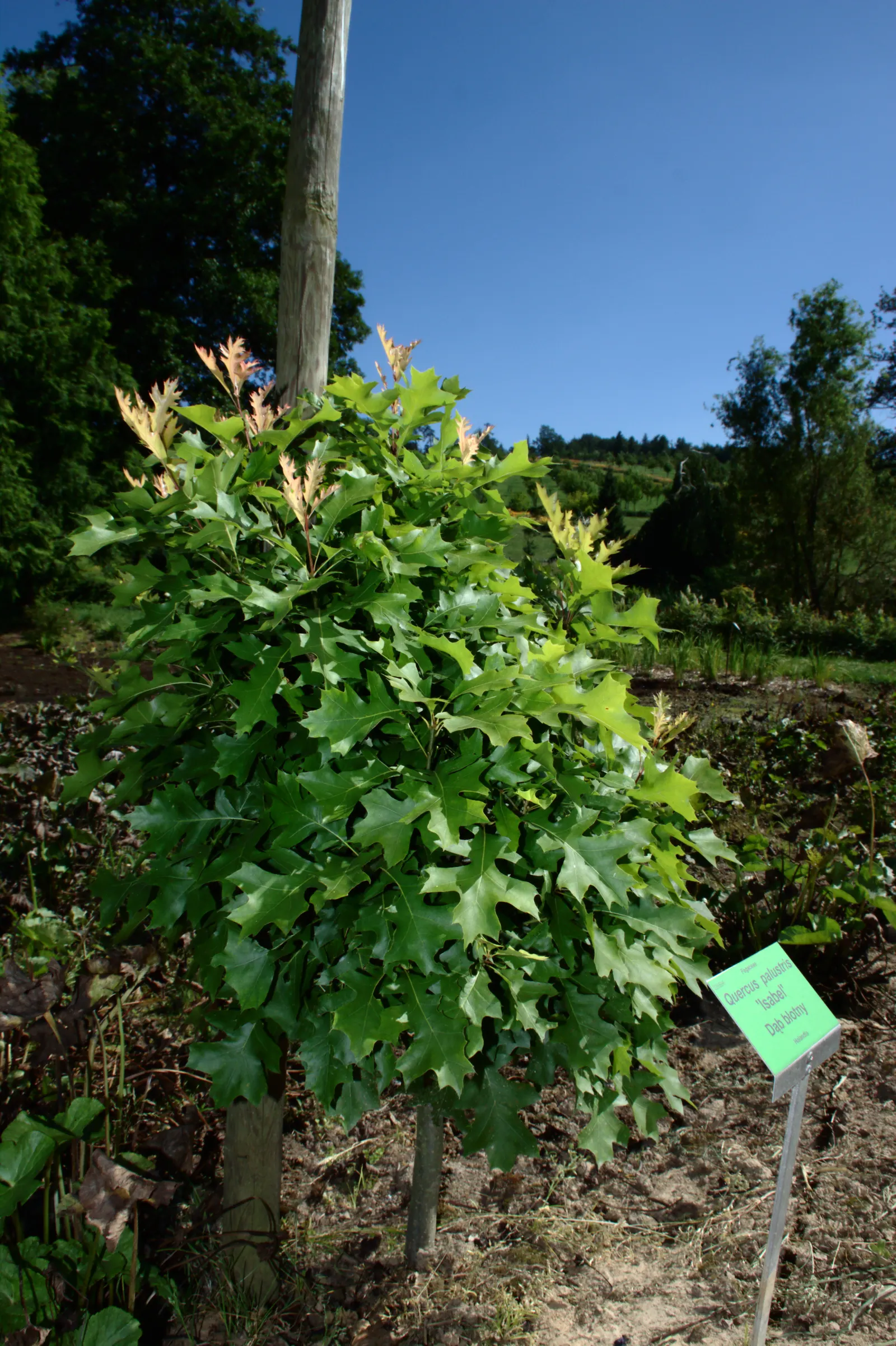 Pin Oak (Quercus Palustris) — including those that are occasionally waterlogged