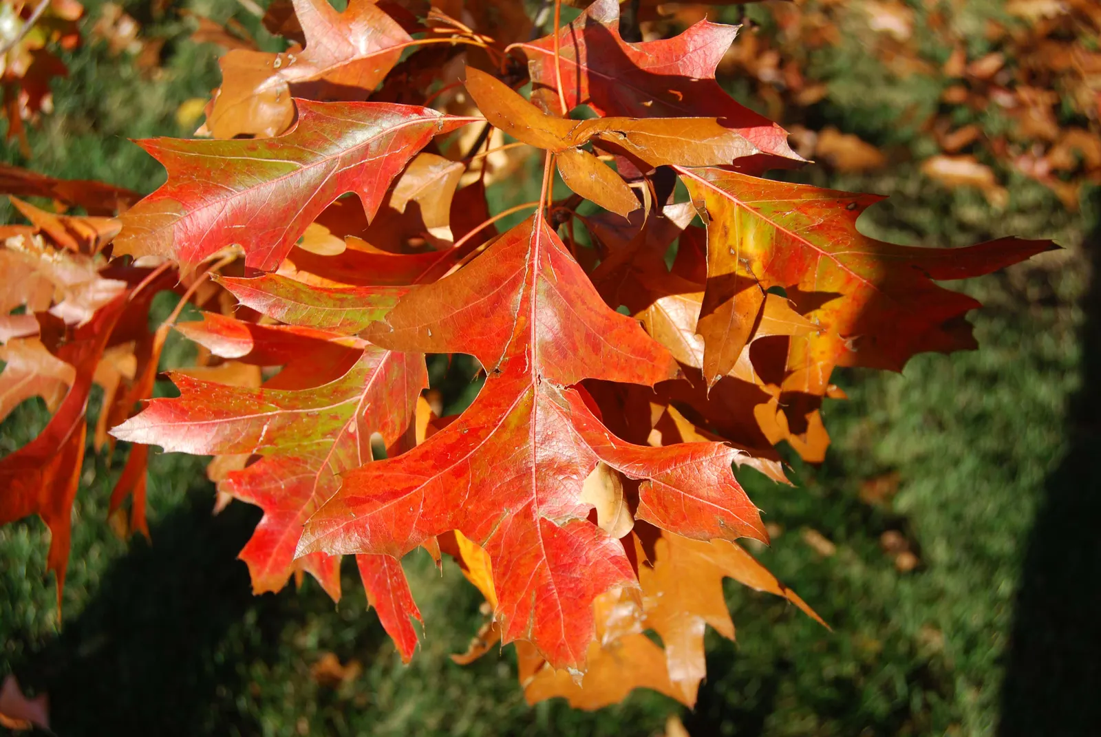 Pin Oak (Quercus Palustris) — is an exceptional choice for a strong vertical accent in spacious landscapes
