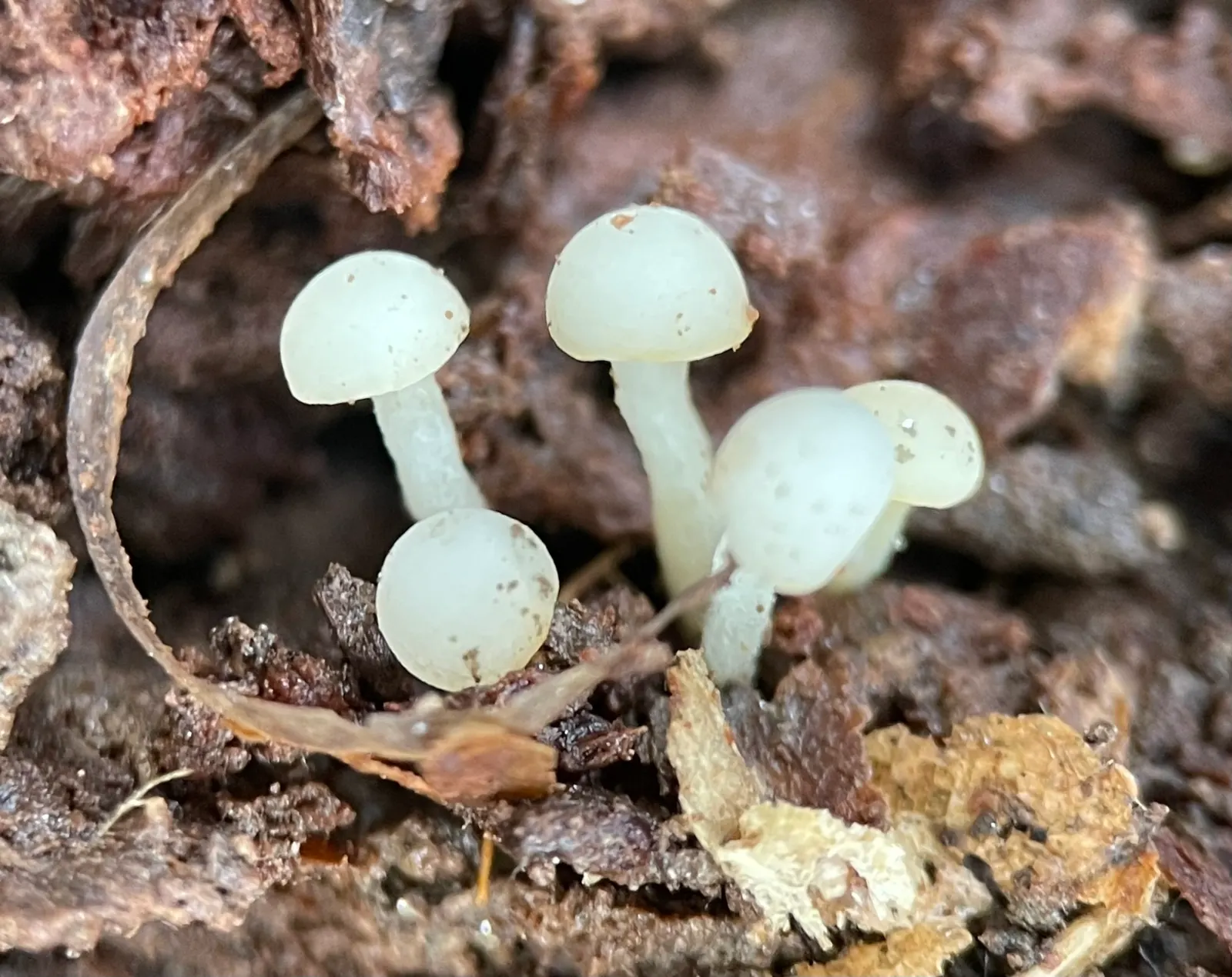 Pin Oak (Quercus Palustris) — which gracefully matures into a more oval shape; renowned for its pyramidal growth habit in youth, image 47