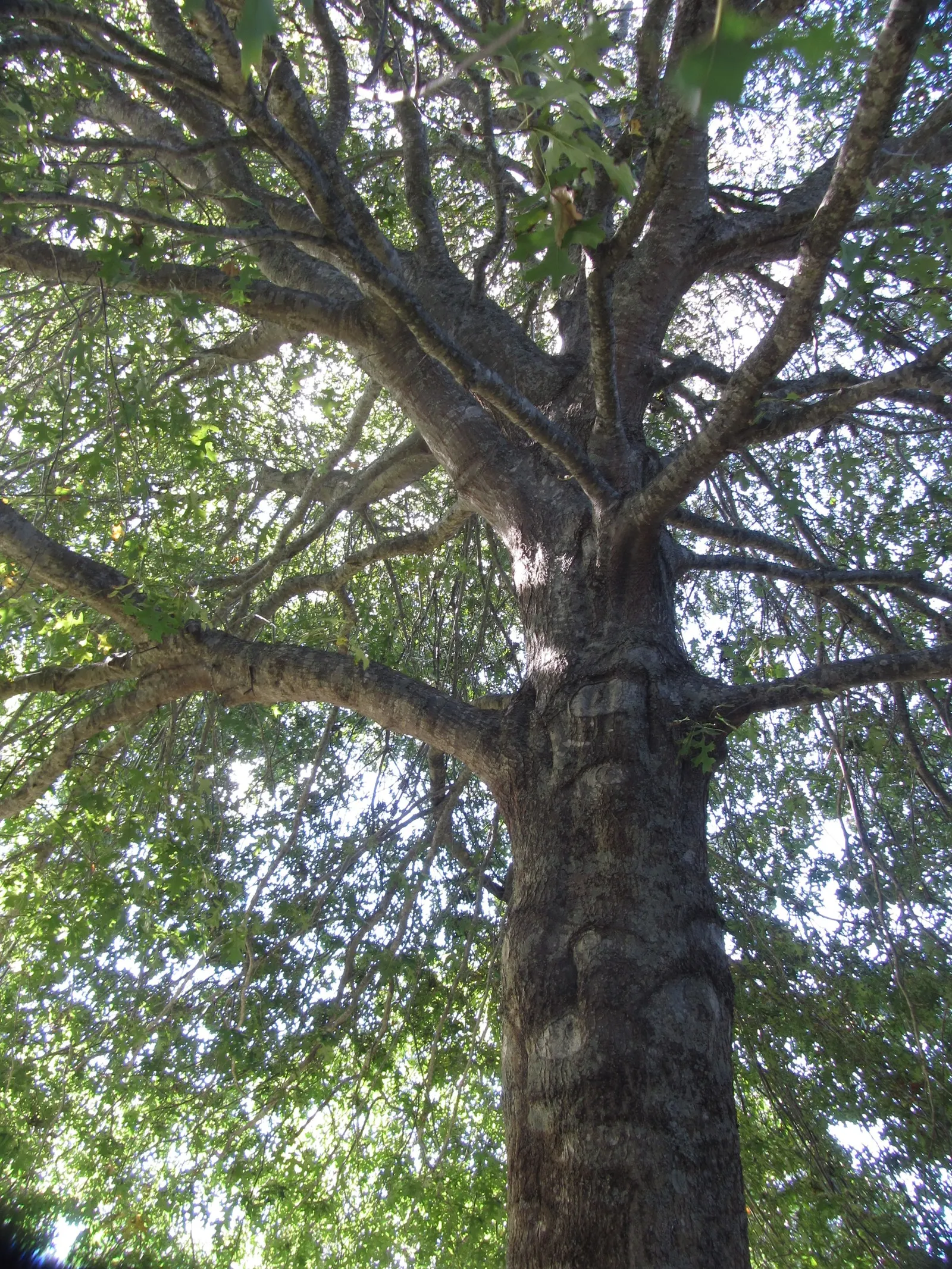 Pin Oak (Quercus Palustris) — tree for full