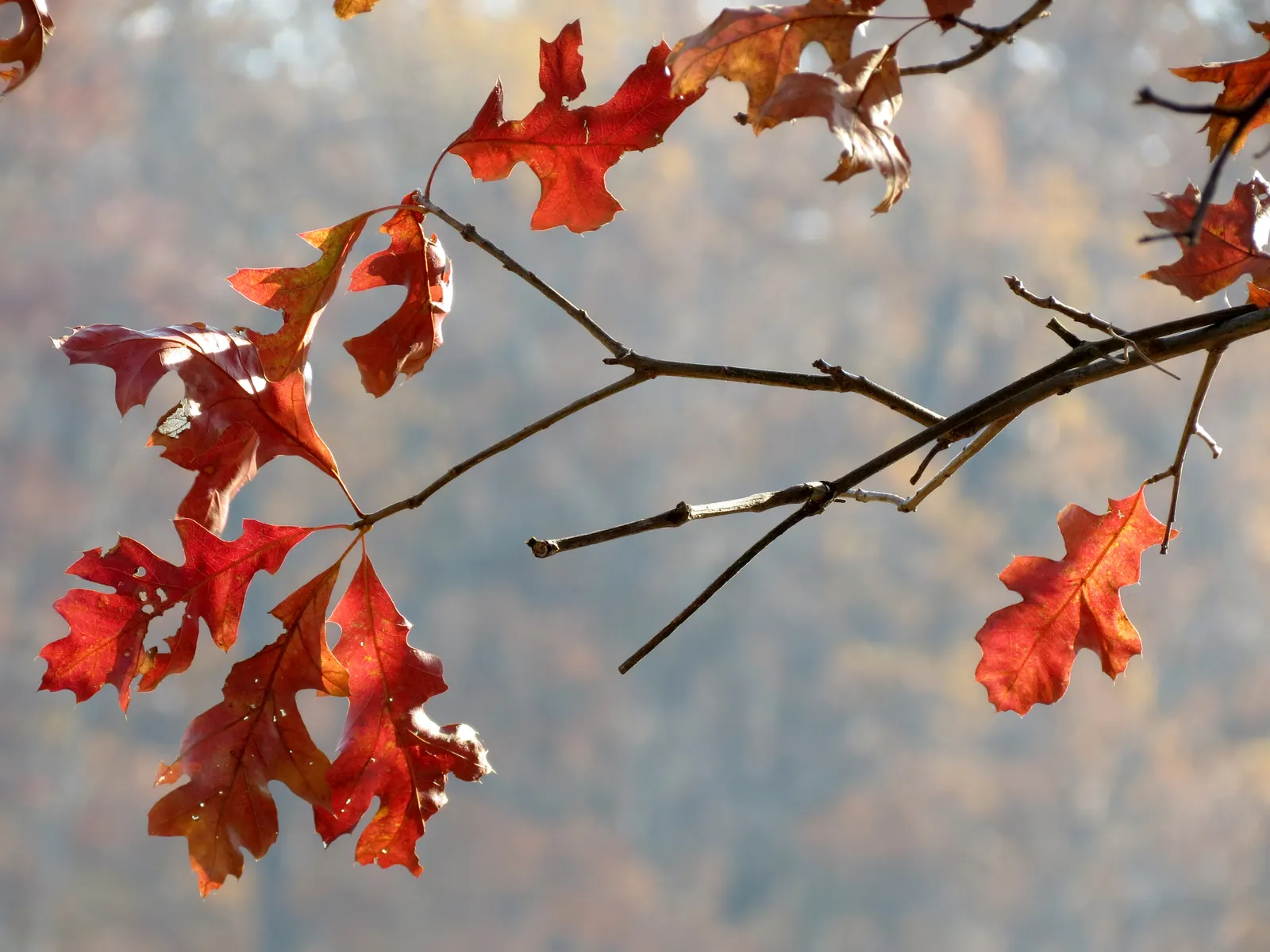 Pin Oak (Quercus Palustris) — renowned for its pyramidal growth habit in youth; follow these guidelines, and the Pin Oak will surely become a majestic