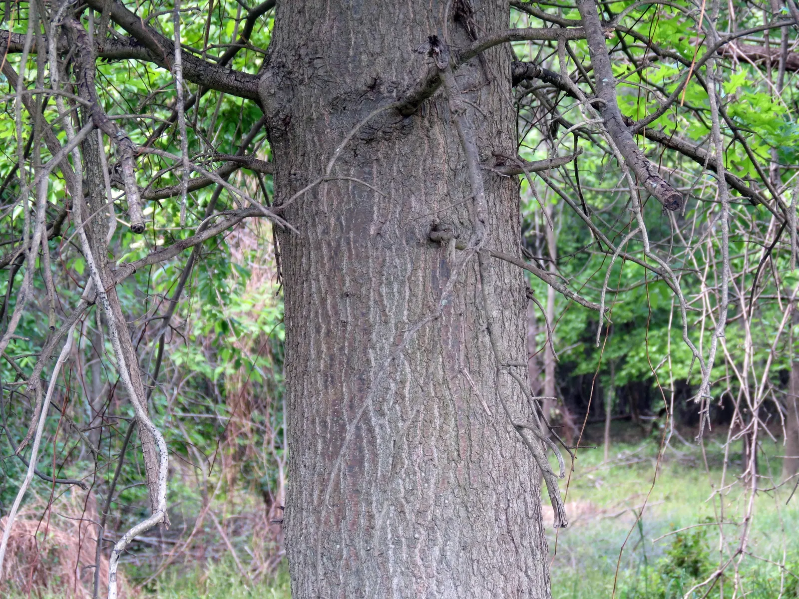 Pin Oak (Quercus Palustris) — including those that are occasionally waterlogged; making it suitable for a wide range of climates.<br><br>Growing at a moderate