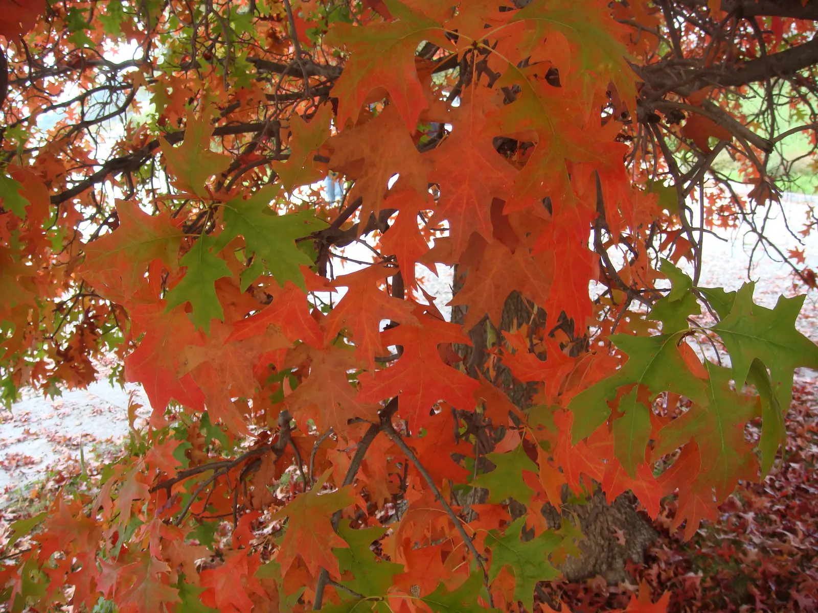 Pin Oak (Quercus Palustris) — Follow these guidelines, and the Pin Oak will surely become a majestic centerpiece in the designed landscape; the Pin Oak can