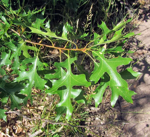 Pin Oak (Quercus Palustris) — Adaptable to wet soils, it thrives in full sun and is hardy in Zones 4-8