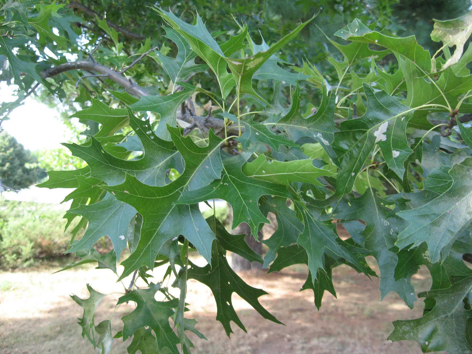 Pin Oak (Quercus Palustris) — It is imperative to allocate adequate space for its development; turn a vibrant crimson to bronze in the fall