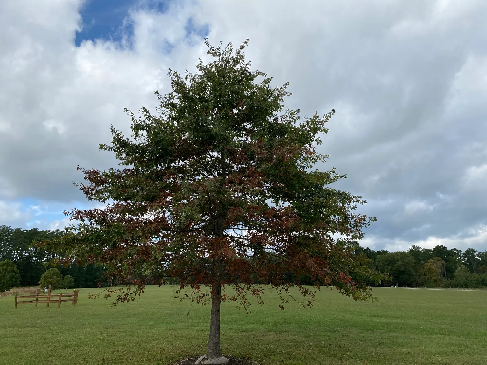Pin Oak (Quercus Palustris) — although it flourishes in slightly acidic; its pyramidal shape and glossy green leaves, which turn a rich red in fall, make it a
