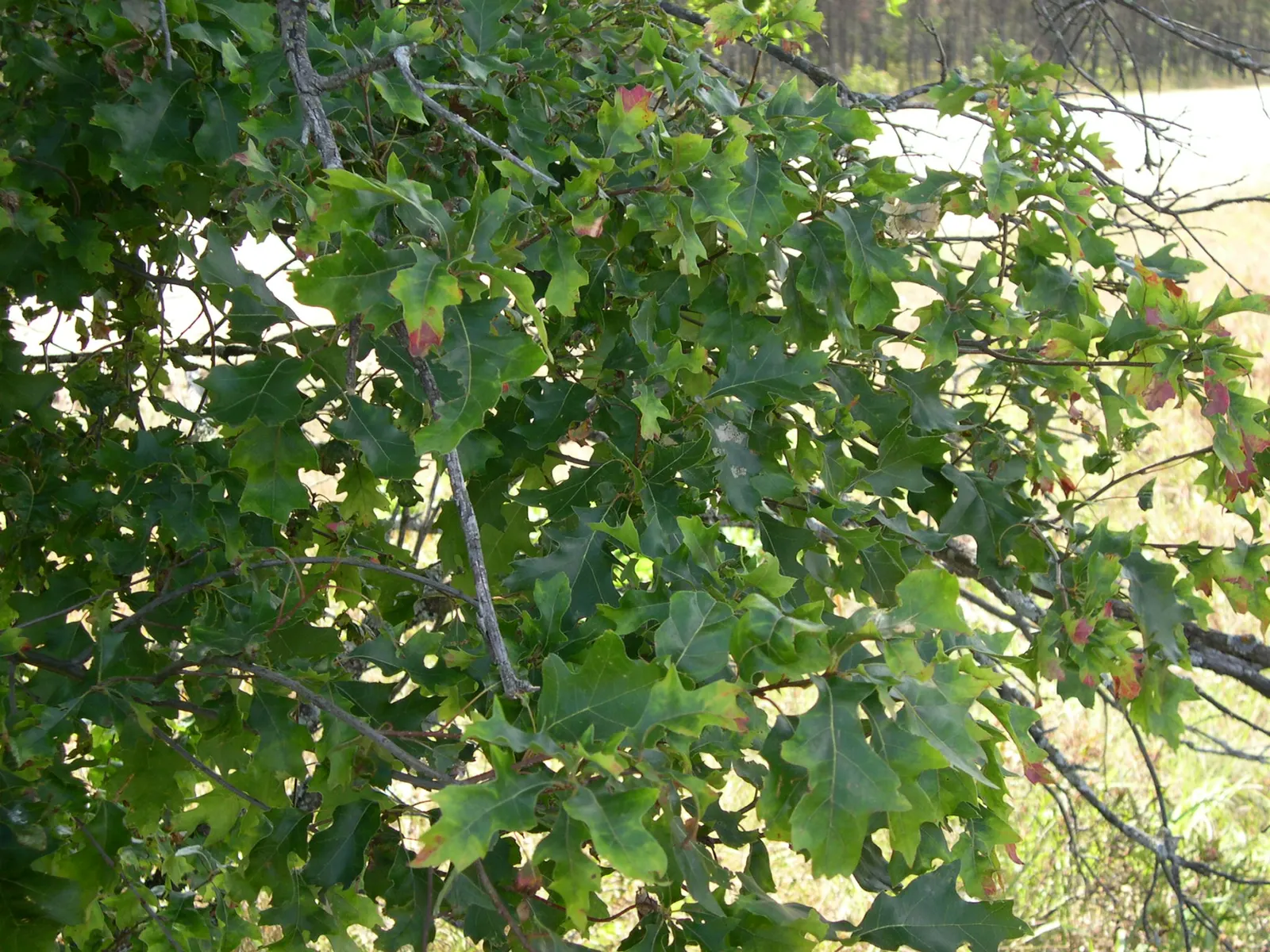 Pin Oak (Quercus Palustris) — is an exceptional choice for a strong vertical accent in spacious landscapes; the tree's distinctive leaves