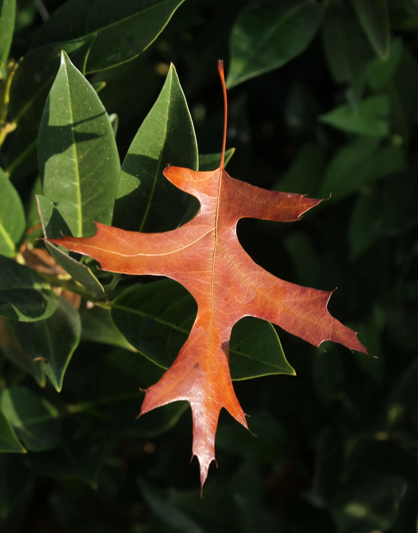 Pin Oak (Quercus Palustris) — Adaptable to wet soils, it thrives in full sun and is hardy in Zones 4-8; additionally, regular pruning may be necessary to raise