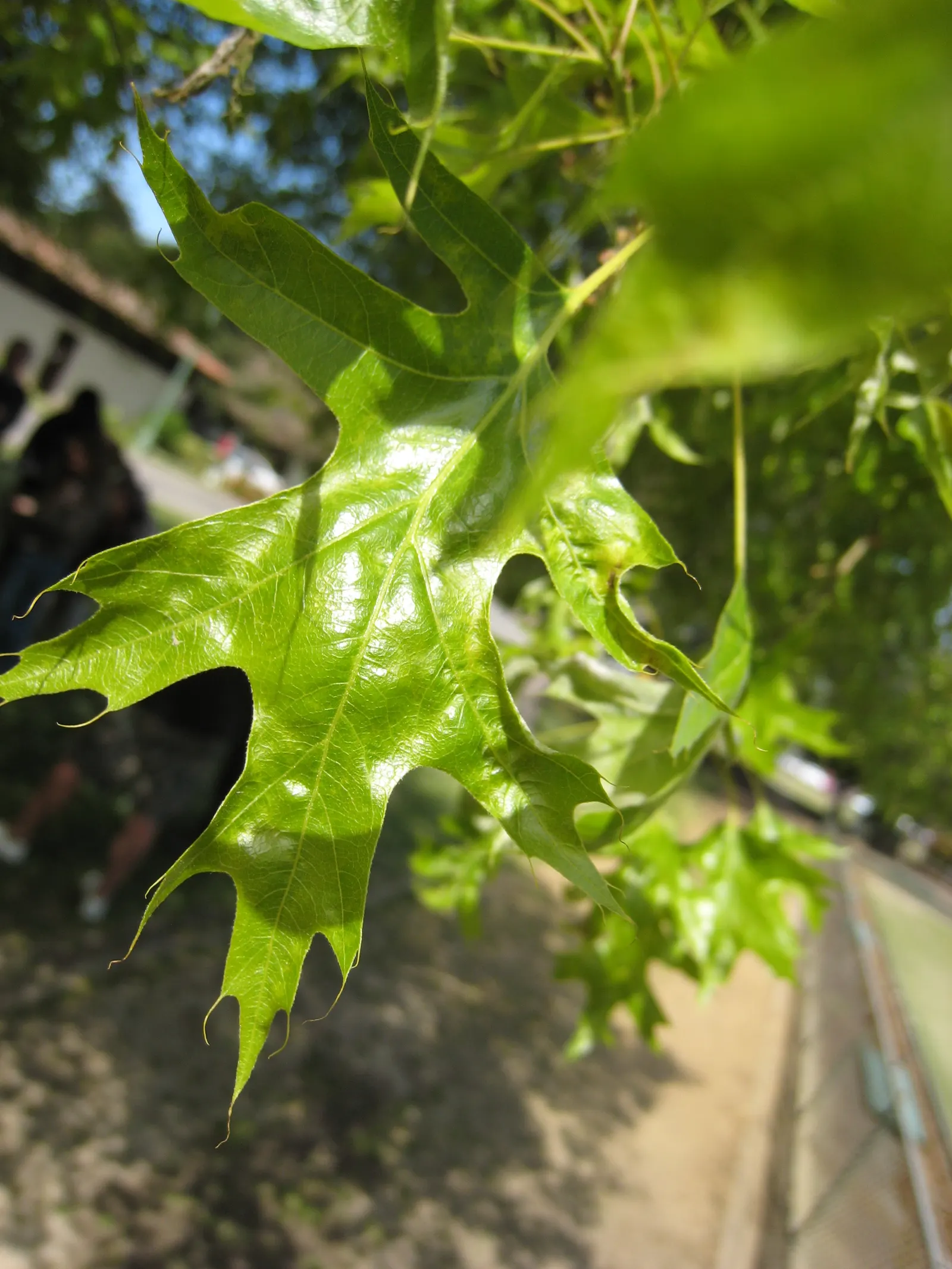 Pin Oak (Quercus Palustris) — The tree's distinctive leaves