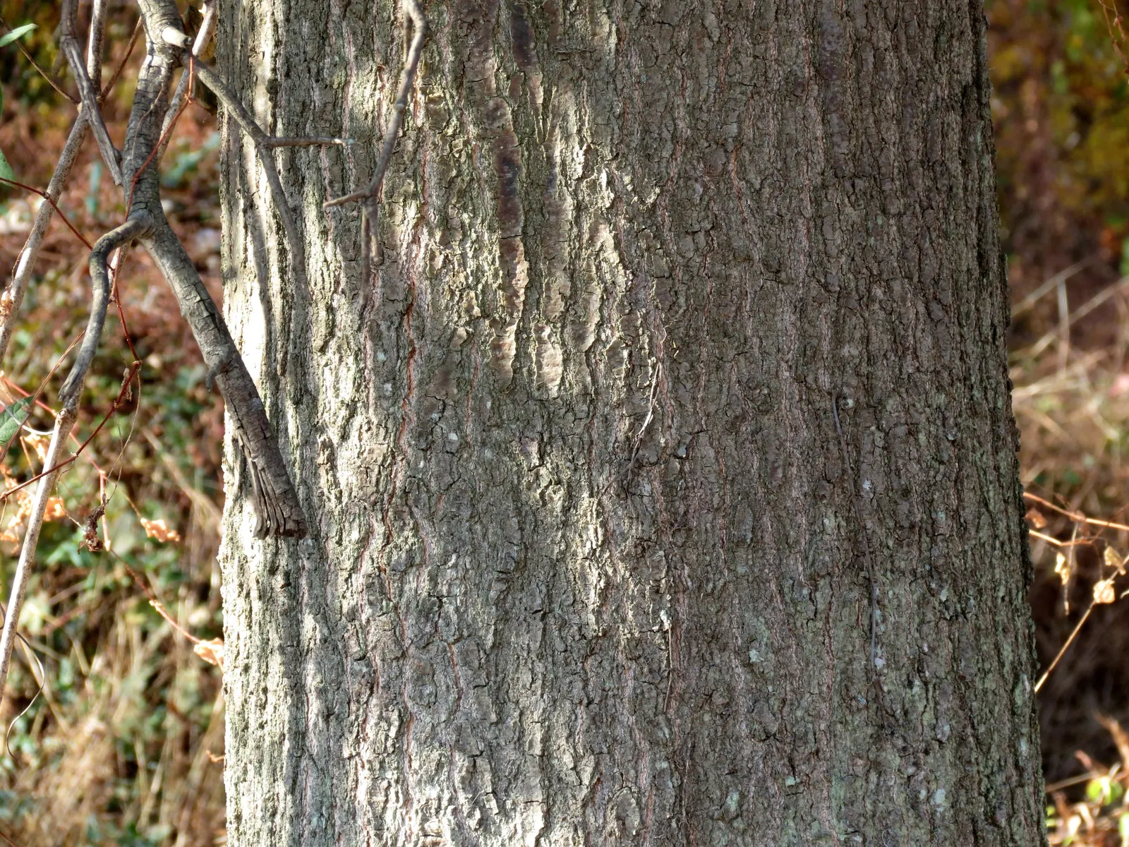 Pin Oak (Quercus Palustris) — The tree's distinctive leaves; the Pin Oak (Quercus palustris) is a deciduous tree reaching heights of 60-70 feet with a 25-40