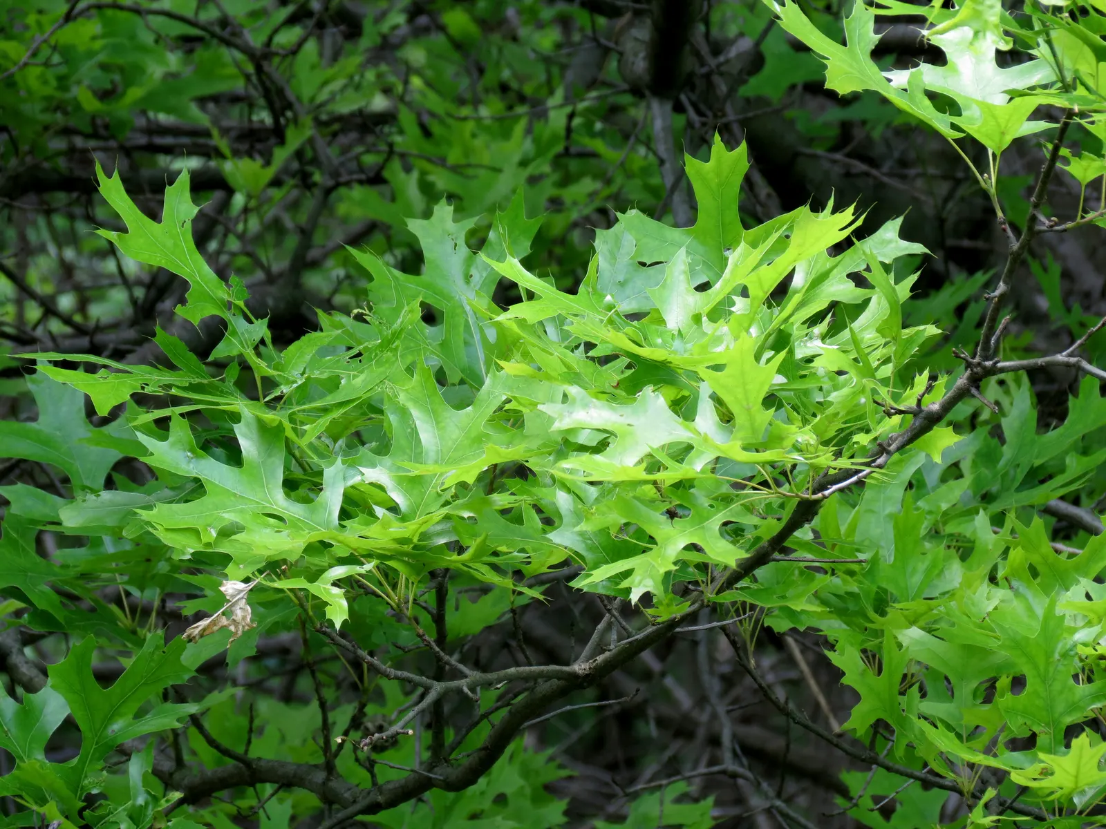 Pin Oak (Quercus Palustris) — Its pyramidal shape and glossy green leaves, which turn a rich red in fall, make it a striking choice; it is, image 42