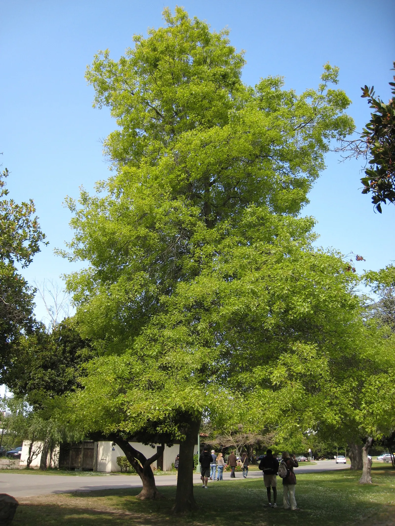 Pin Oak (Quercus Palustris) — Its pyramidal shape and glossy green leaves, which turn a rich red in fall, make it a striking choice