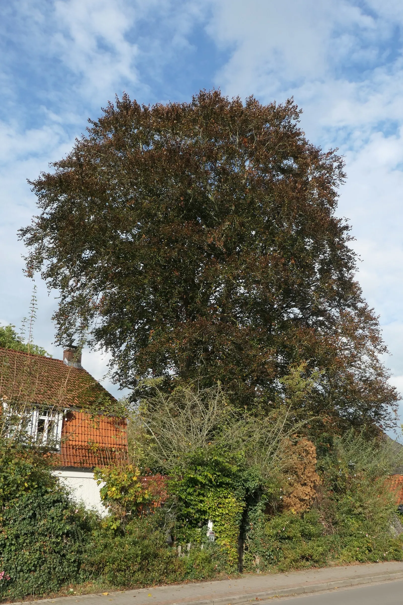 Pin Oak (Quercus Palustris) — Adaptable to wet soils, it thrives in full sun and is hardy in Zones 4-8; additionally, regular pruning may be, image 43