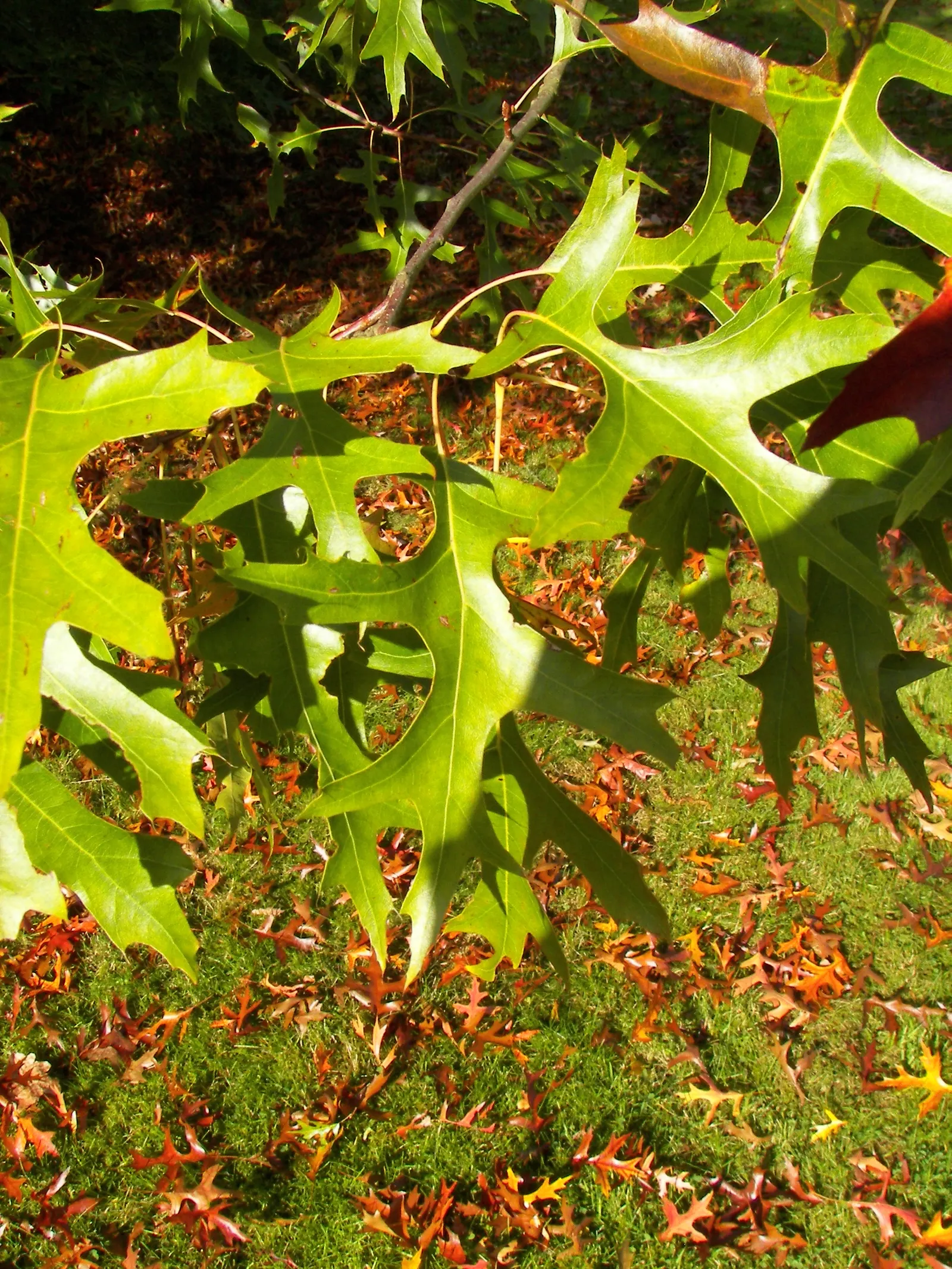 Pin Oak (Quercus Palustris) — making it suitable for a wide range of climates.<br><br>Growing at a moderate to fast rate