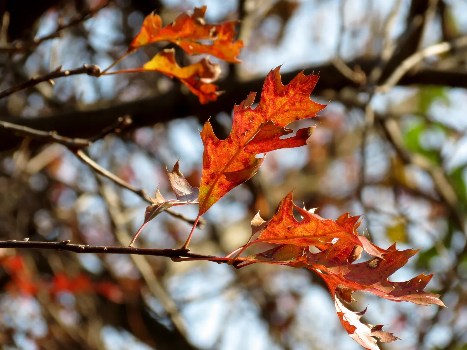 Pin Oak (Quercus Palustris) — which gracefully matures into a more oval shape