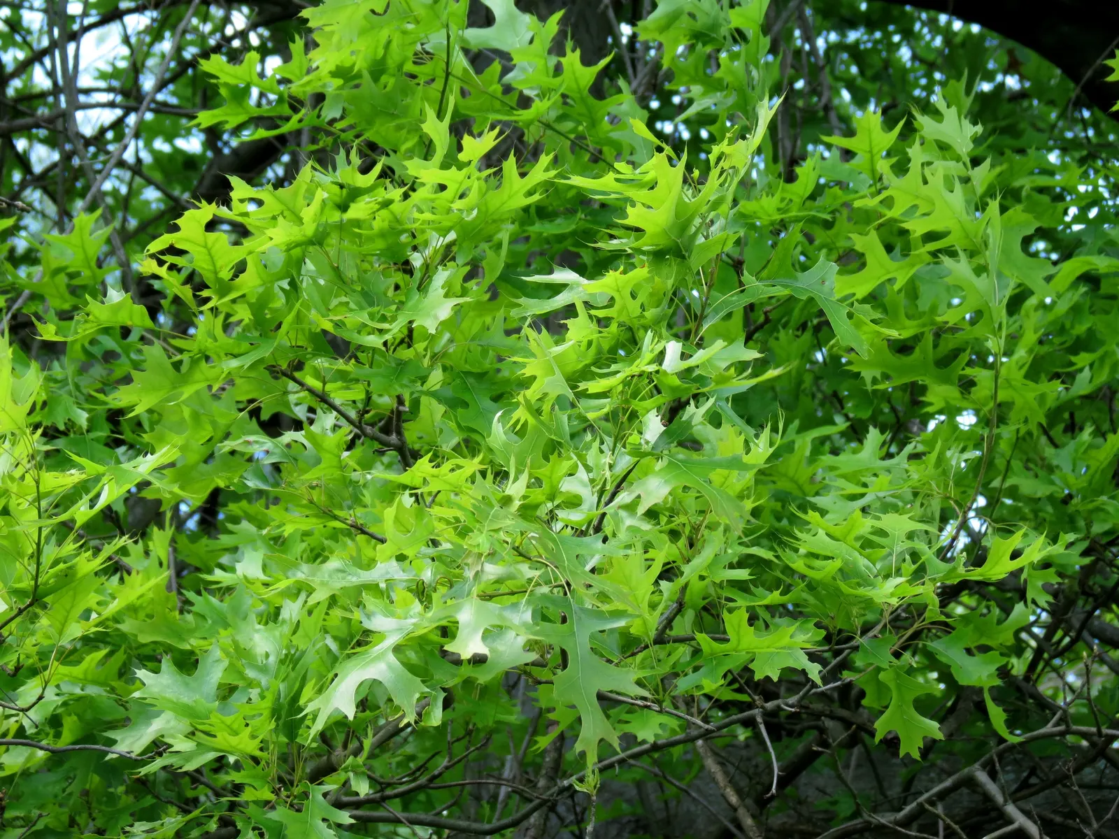 Pin Oak (Quercus Palustris) — is an exceptional choice for a strong vertical accent in spacious landscapes; the tree's distinctive leaves, image 45