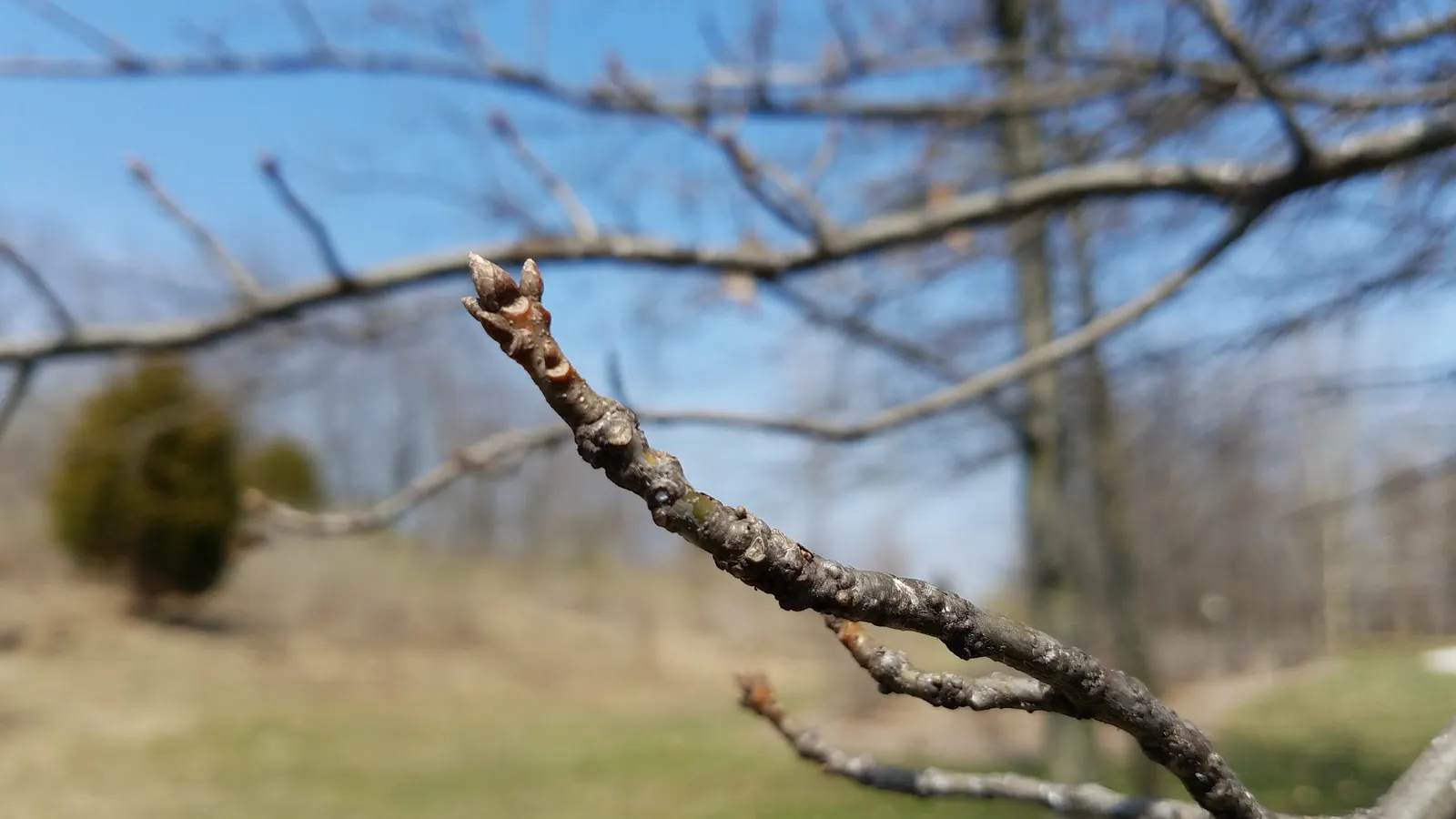 Pin Oak (Quercus Palustris) — It is imperative to allocate adequate space for its development
