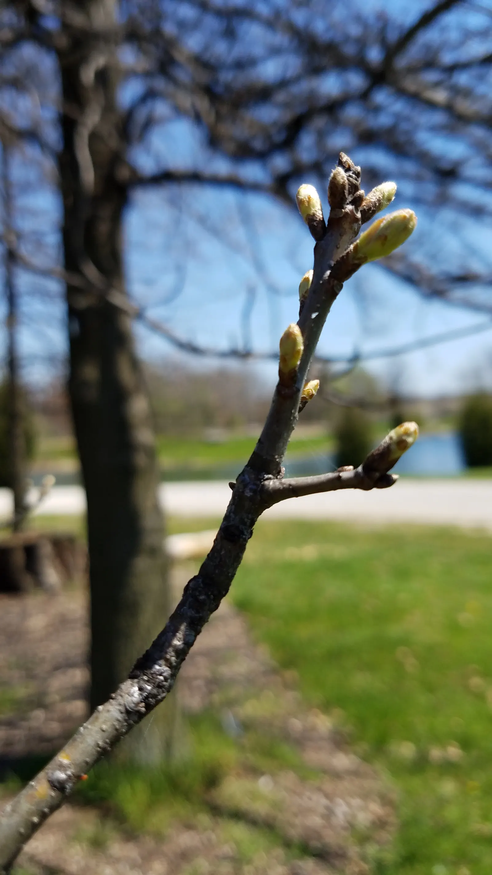 Pin Oak (Quercus Palustris) — the Pin Oak can achieve a height of 60 to 70 feet with a spread of 25 to 40 feet; which gracefully matures into a more oval shape