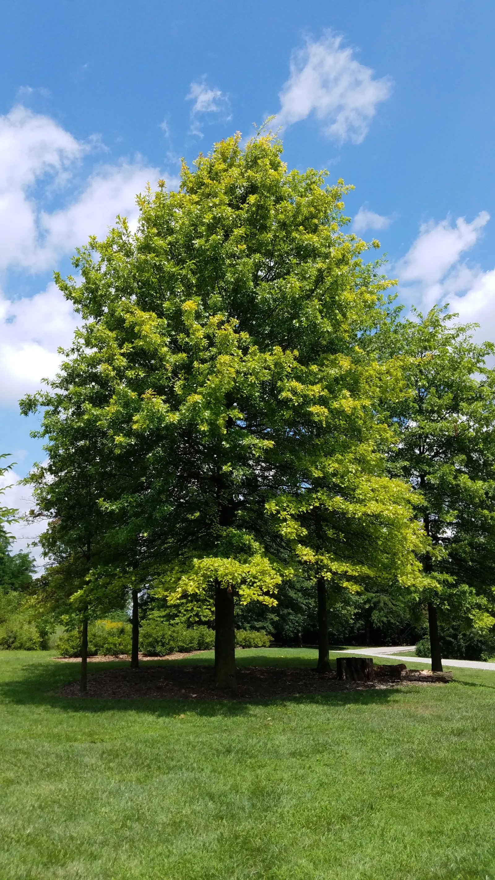 Pin Oak (Quercus Palustris) — Its lower branches tend to droop with age; including those that are occasionally waterlogged