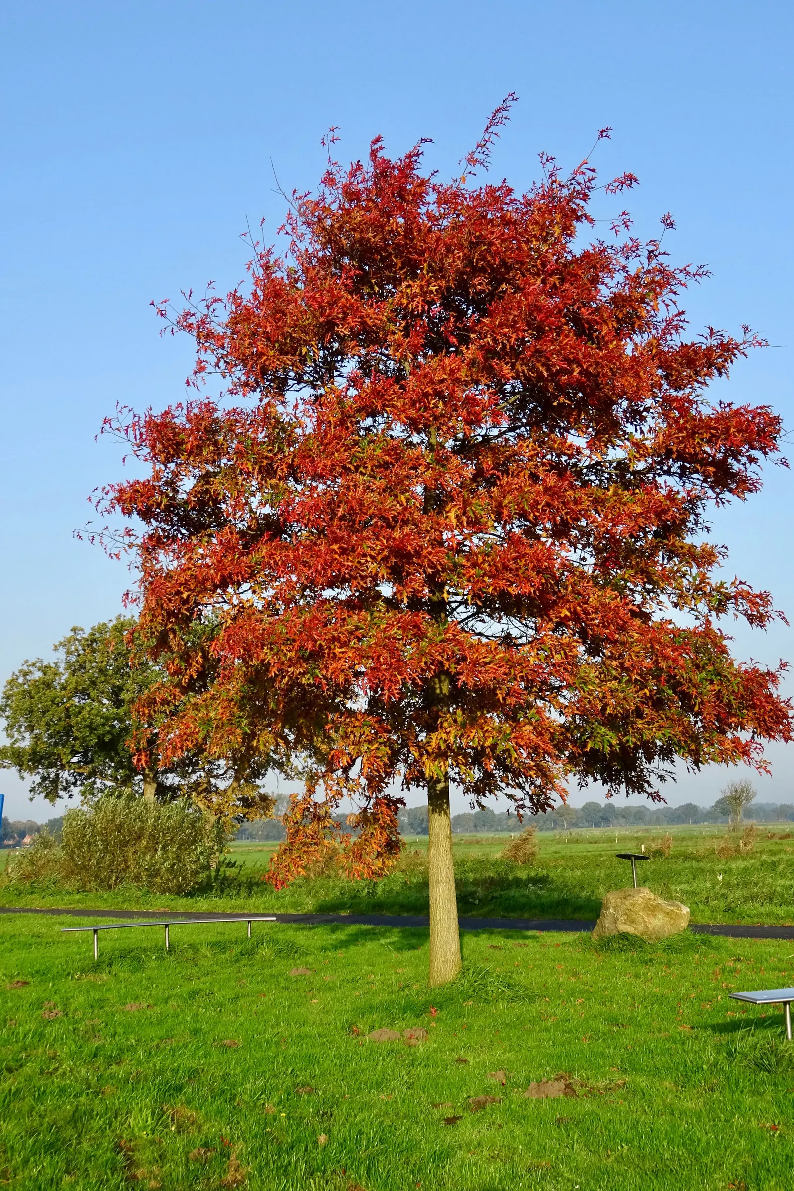 Pin Oak (Quercus Palustris) — Its dense branching and acorns attract wildlife, enhancing the ecological value of landscapes