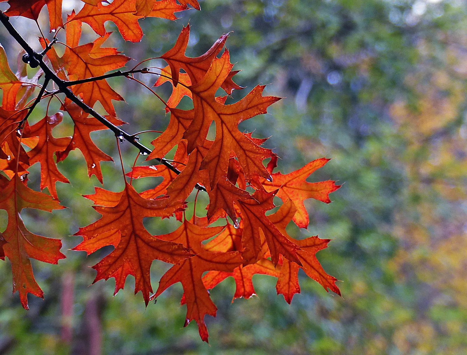 Pin Oak (Quercus Palustris) — The Pin Oak (Quercus palustris) is a deciduous tree reaching heights of 60-70 feet with a 25-40 foot spread; its, image 41