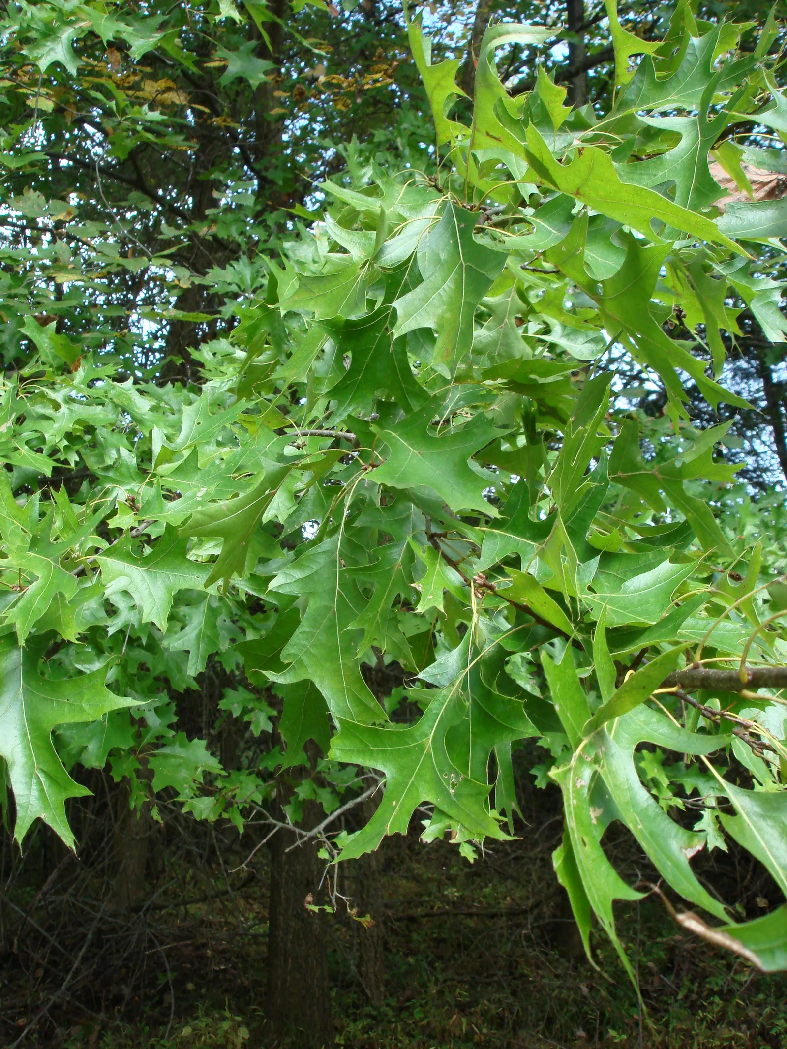 Pin Oak (Quercus Palustris) — This deciduous tree thrives in hardiness zones 4 through 8; with 5 to 7 deep lobes and bristle-tipped teeth