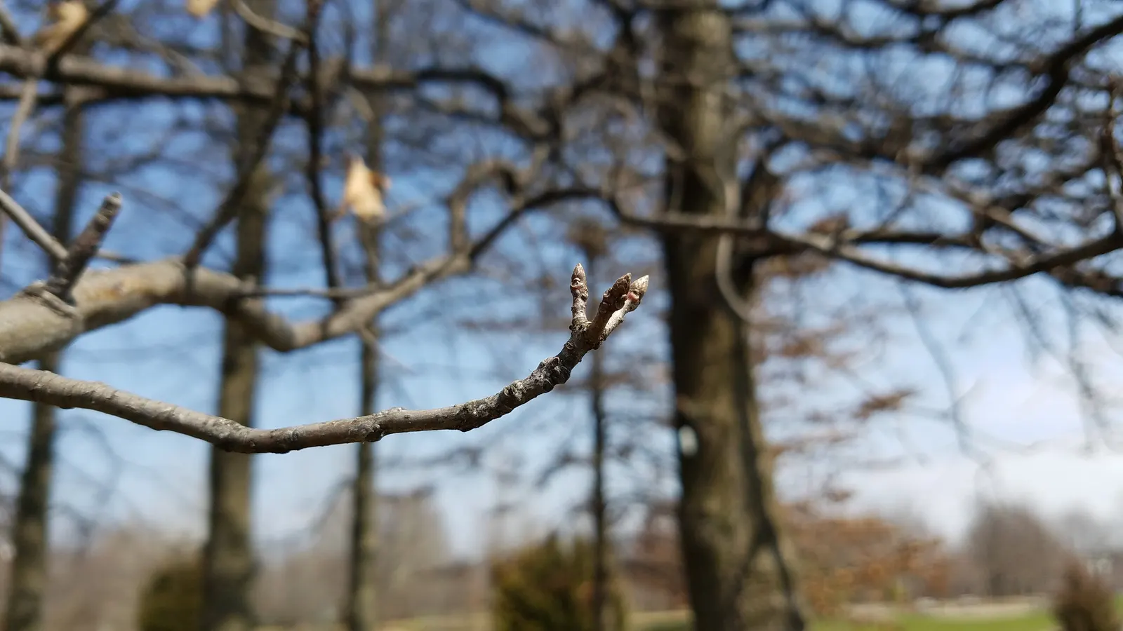 Pin Oak (Quercus Palustris) — Its lower branches tend to droop with age