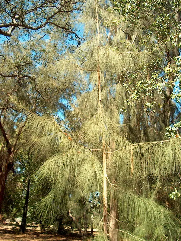 Pin Oak (Quercus Palustris) — This deciduous tree thrives in hardiness zones 4 through 8
