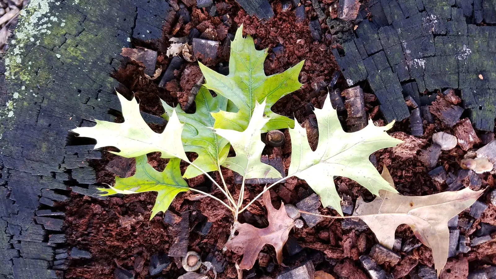Pin Oak (Quercus Palustris) — which gracefully matures into a more oval shape; renowned for its pyramidal growth habit in youth