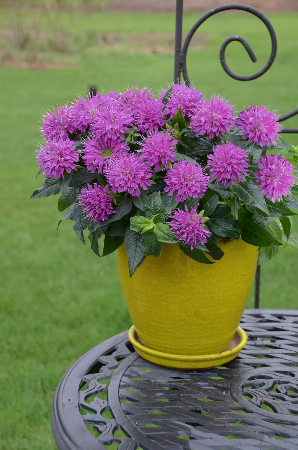 'Pardon My Purple' Bee Balm (Monarda didyma) — purple flowers in the garden