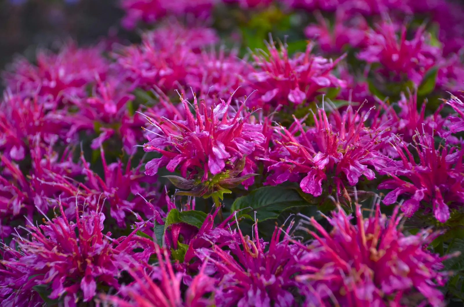 'Pardon My Purple' Bee Balm (Monarda didyma) — Proven Winners - 'Pardon My Purple' - Bee Balm - Monarda didyma purple plant details