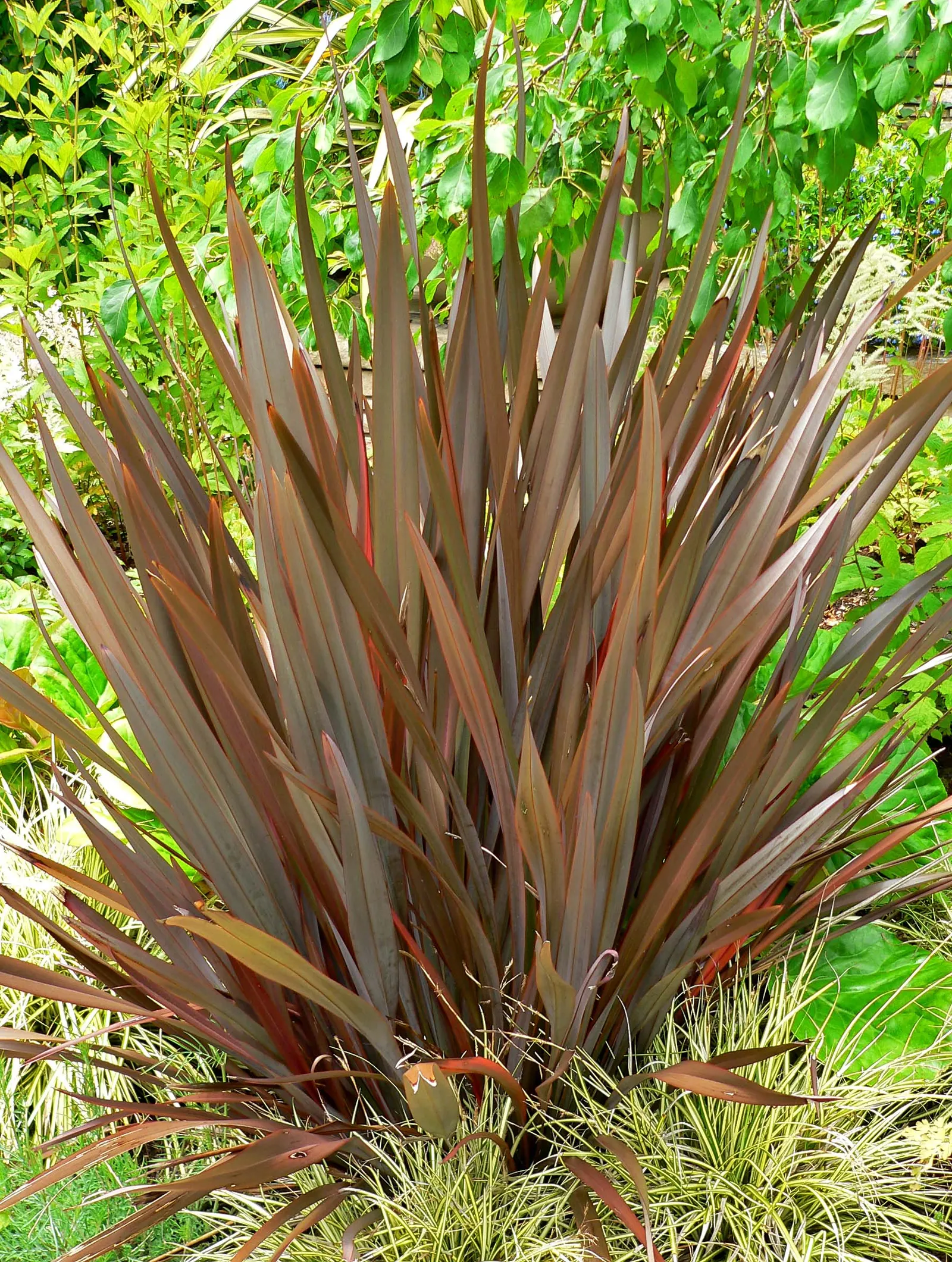 Amazing Red N.Z. Flax (Phormium 'Amazing Red') — Phormium 'Amazing Red' is a striking evergreen cultivar showcasing rich crimson-red foliage