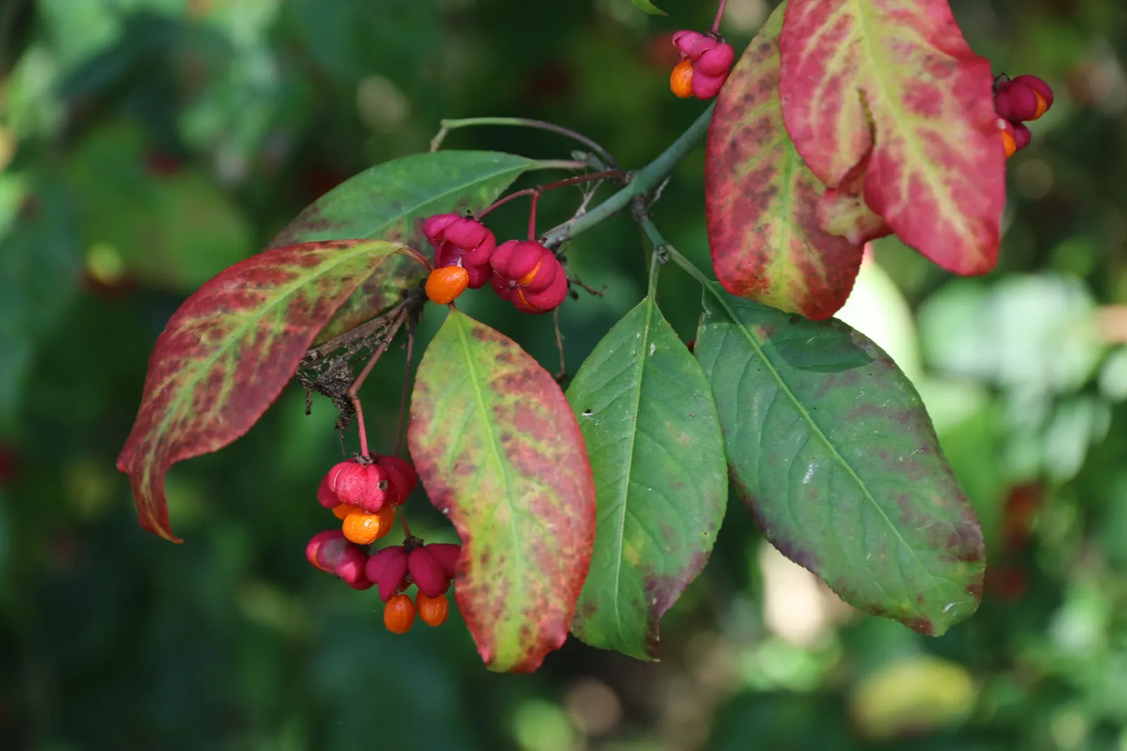 Winged Euonymus Or Burning Bush (Euonymus Alatus) — Minimal maintenance required; prune to shape and control size; its unique appeal is due to the, image 64