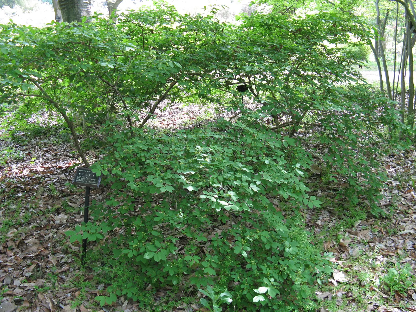 Winged Euonymus Or Burning Bush (Euonymus Alatus) — Excellent for hedging or as a focal point in temperate landscapes; loamy soils with a slightly acidic to