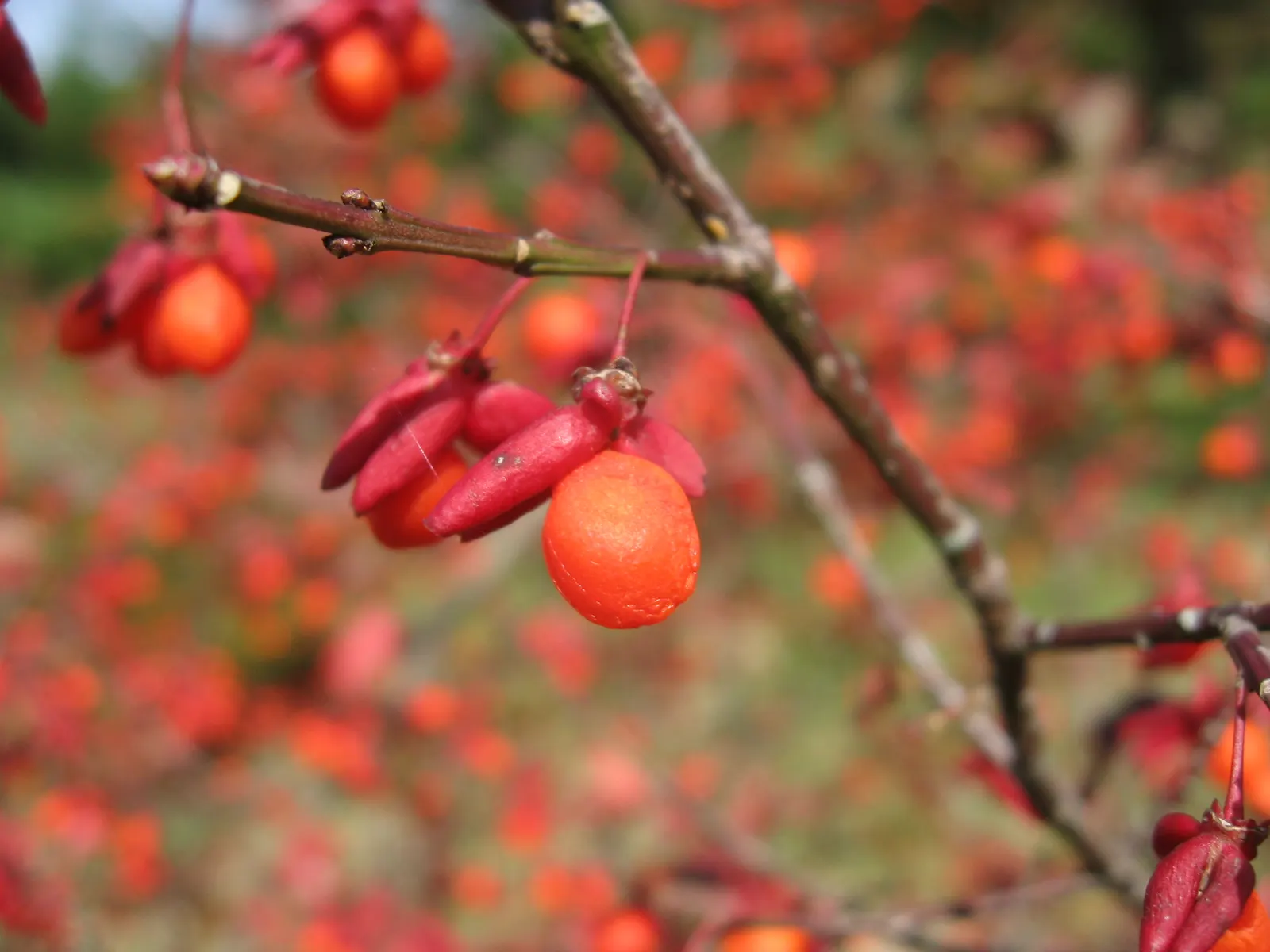 Winged Euonymus Or Burning Bush (Euonymus Alatus) — commonly known as Burning Bush; which feature corky ridges, image 60