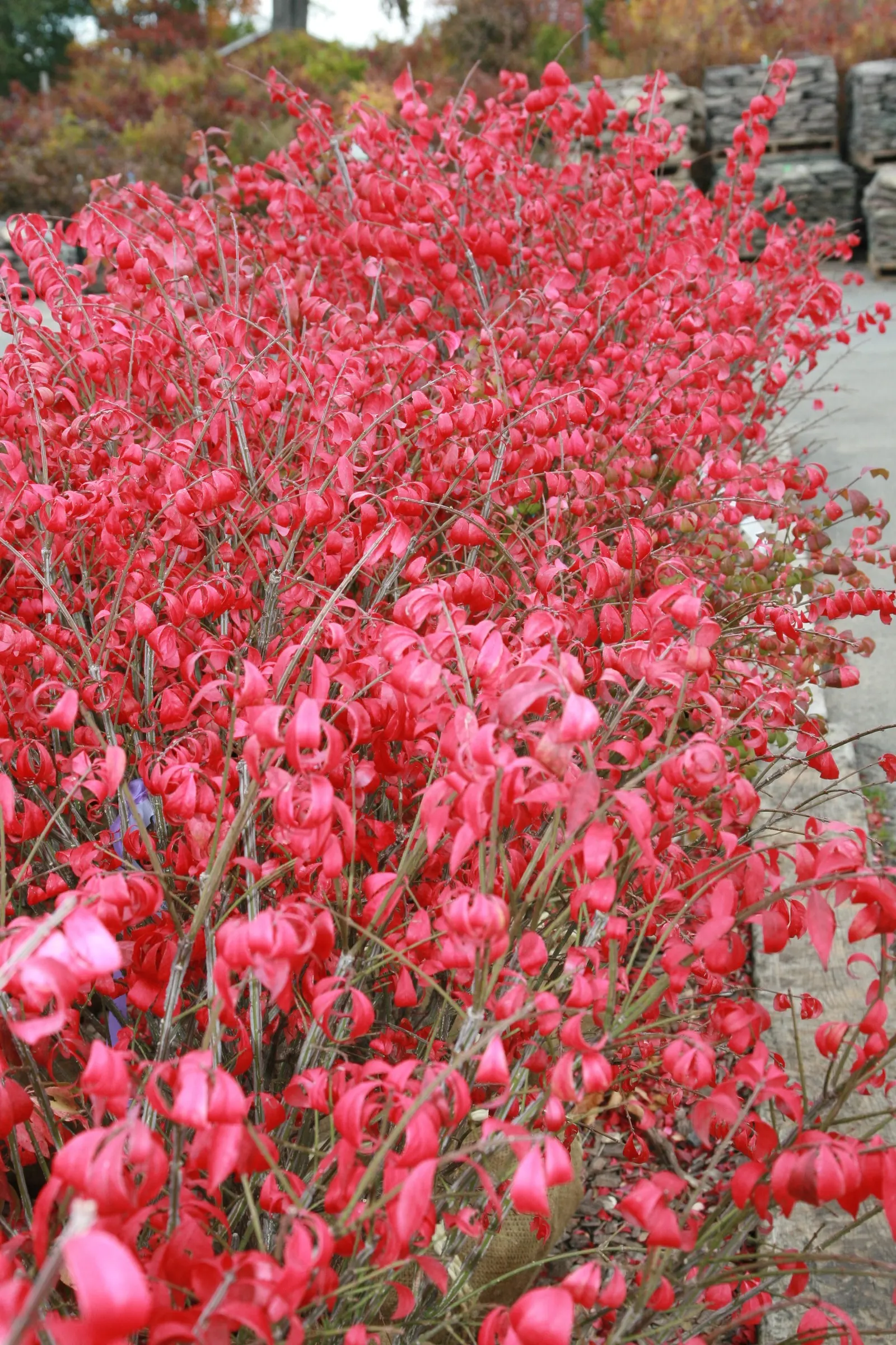 Winged Euonymus Or Burning Bush (Euonymus Alatus) — Spring is the best time for pruning activities.<br><br>In the growing season