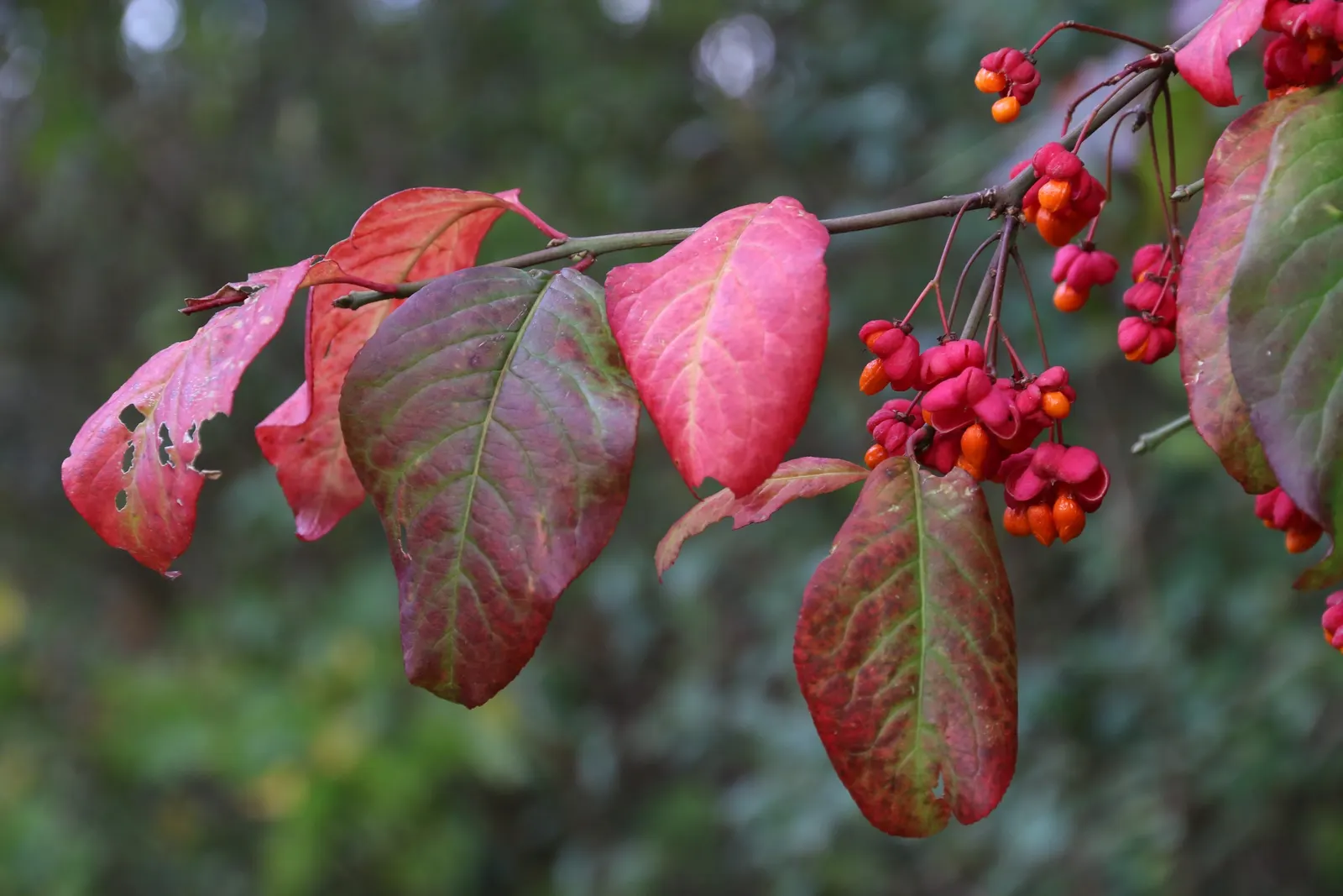Winged Euonymus Or Burning Bush (Euonymus Alatus) — It\'s important for designers to consider its potential to spread; which may impede its, image 82