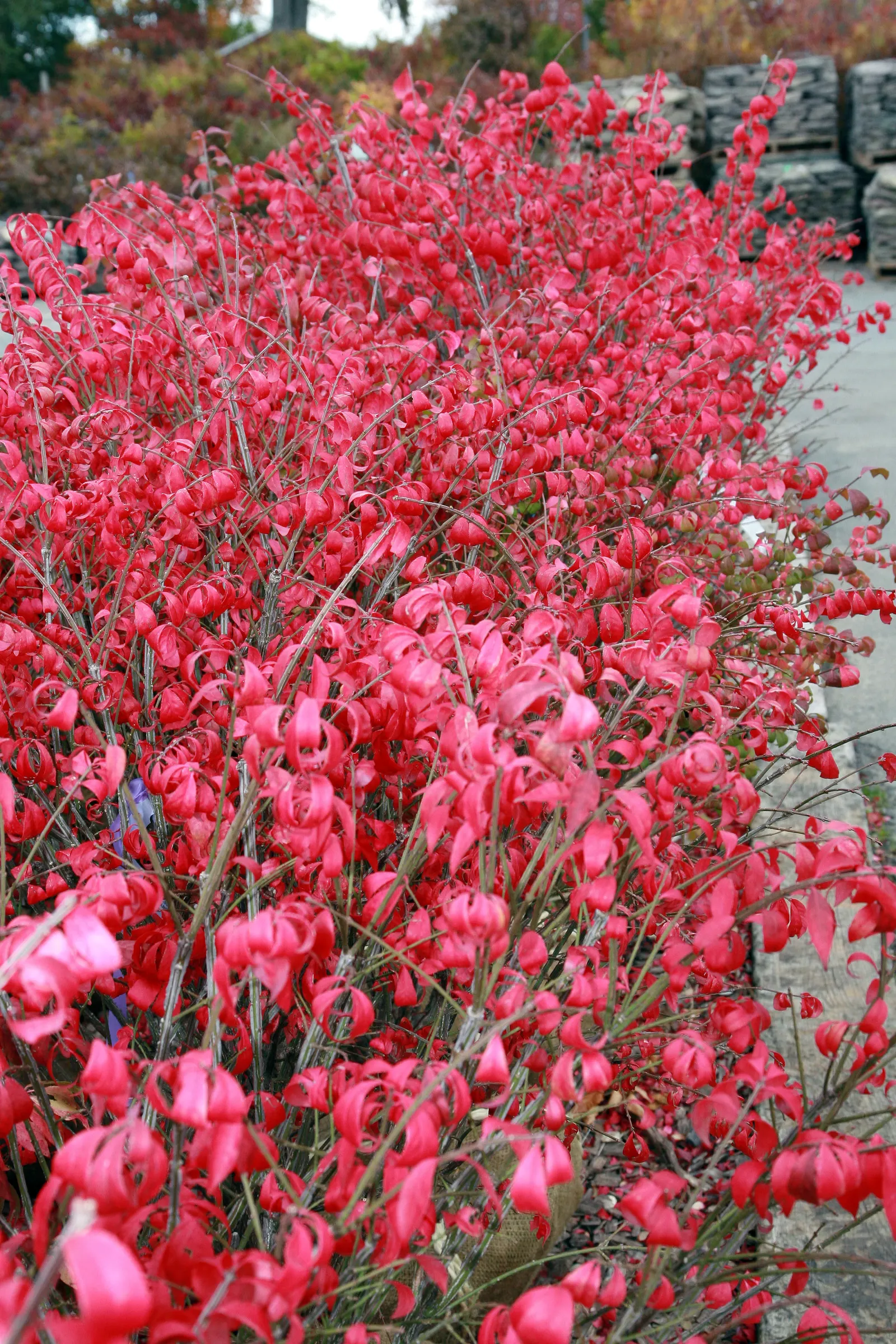 Winged Euonymus Or Burning Bush (Euonymus Alatus) — is renowned for its vivid fiery red foliage in autumn