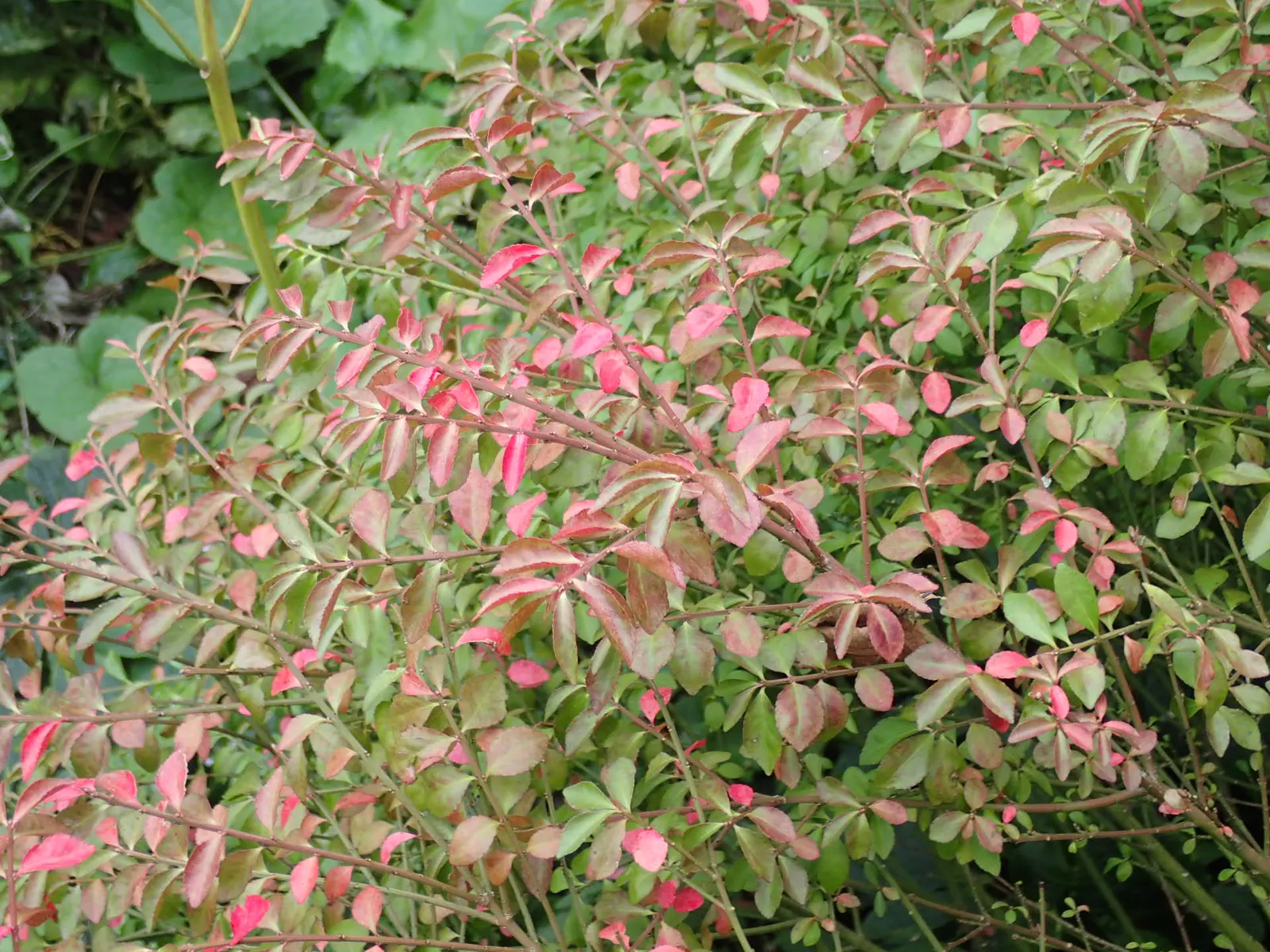 Winged Euonymus Or Burning Bush (Euonymus Alatus) — Typical mature specimens reach heights of 5 to 15 feet and spread equally wide; winged Euonymus, image 71