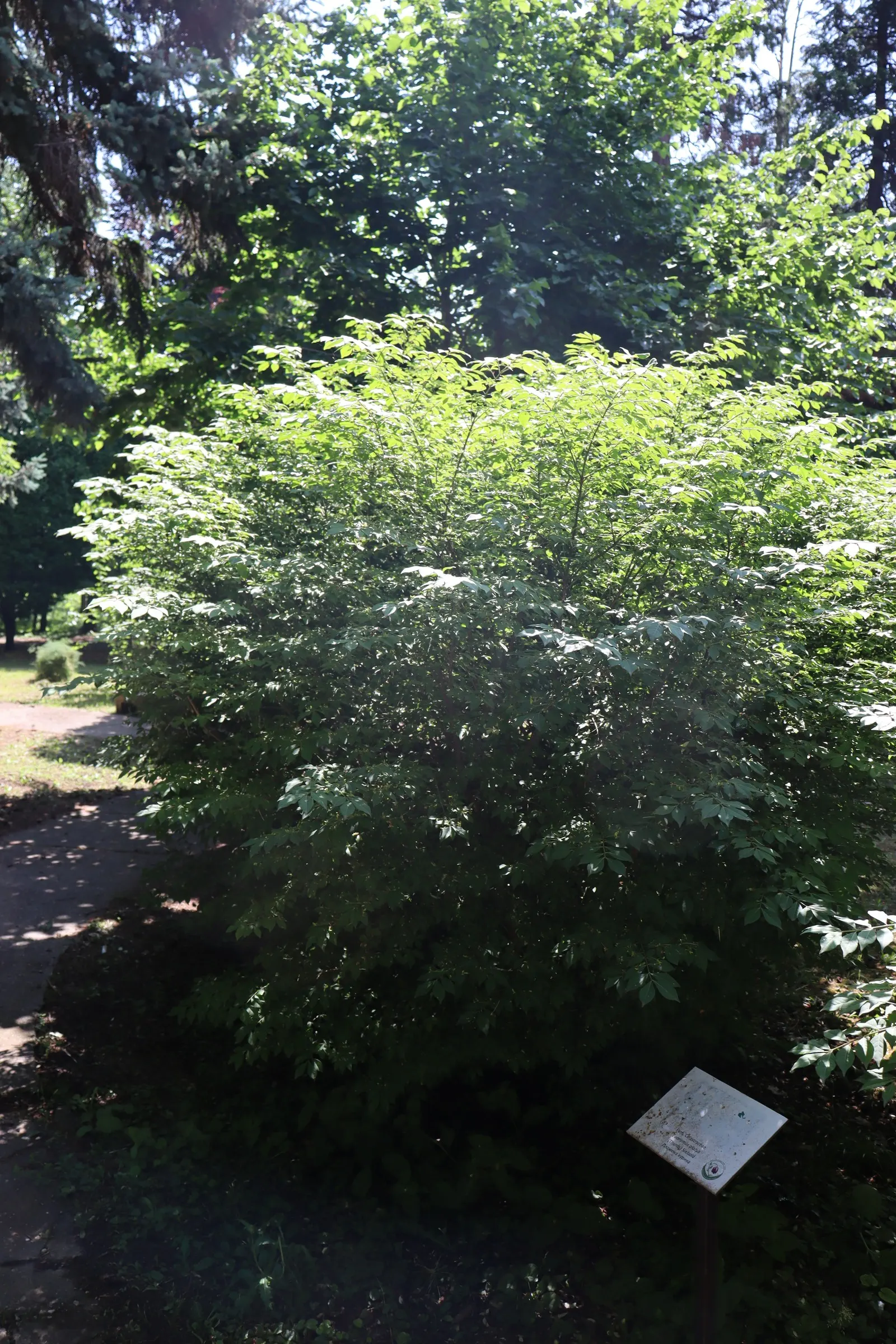 Winged Euonymus Or Burning Bush (Euonymus Alatus) — which may impede its spectacular fall display; spring is the best time for pruning activities.<br><br>In