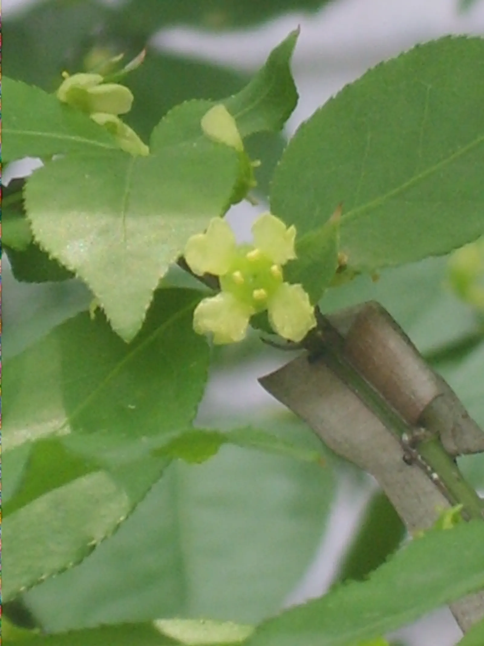 Winged Euonymus Or Burning Bush (Euonymus Alatus) — the shrub\'s leaves are a lush green; minimal maintenance required; prune to shape and control, image 80