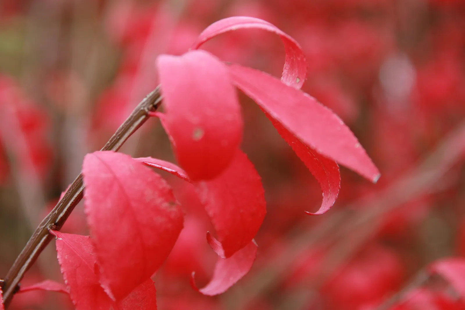 Winged Euonymus Or Burning Bush (Euonymus Alatus) — requiring responsible management