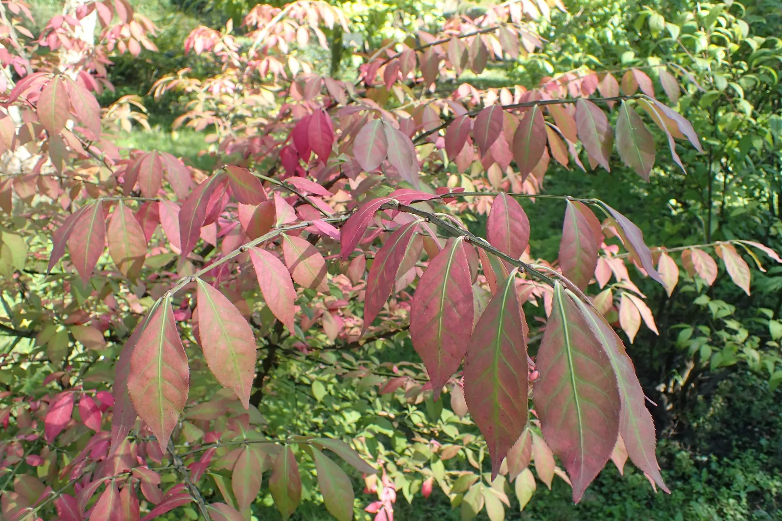 Winged Euonymus Or Burning Bush (Euonymus Alatus) — requiring responsible management; plant in full sun to partial shade and well-drained soil