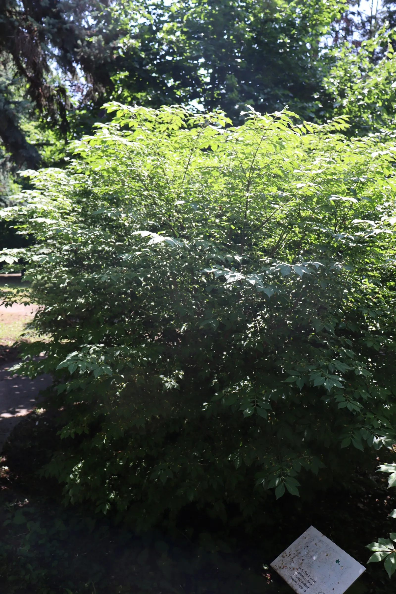 Winged Euonymus Or Burning Bush (Euonymus Alatus) — Plant in full sun to partial shade and well-drained soil