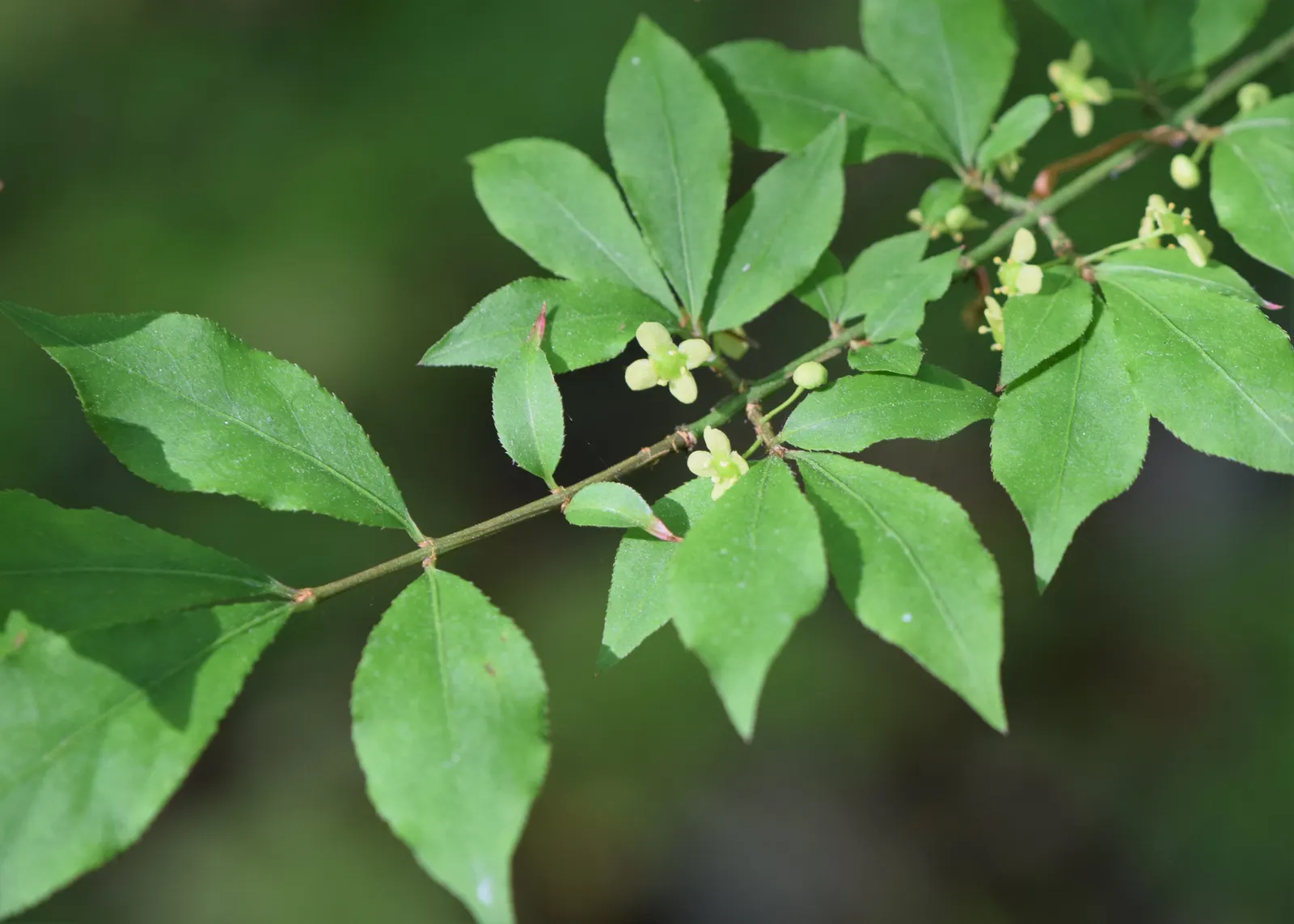 Winged Euonymus Or Burning Bush (Euonymus Alatus) — It\'s important for designers to consider its potential to spread; which may impede its spectacular fall