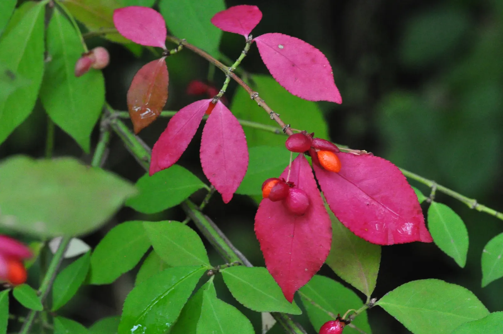 Winged Euonymus Or Burning Bush (Euonymus Alatus) — also revered as the Burning Bush (Euonymus alatus); it\'s important for designers to consider its potential
