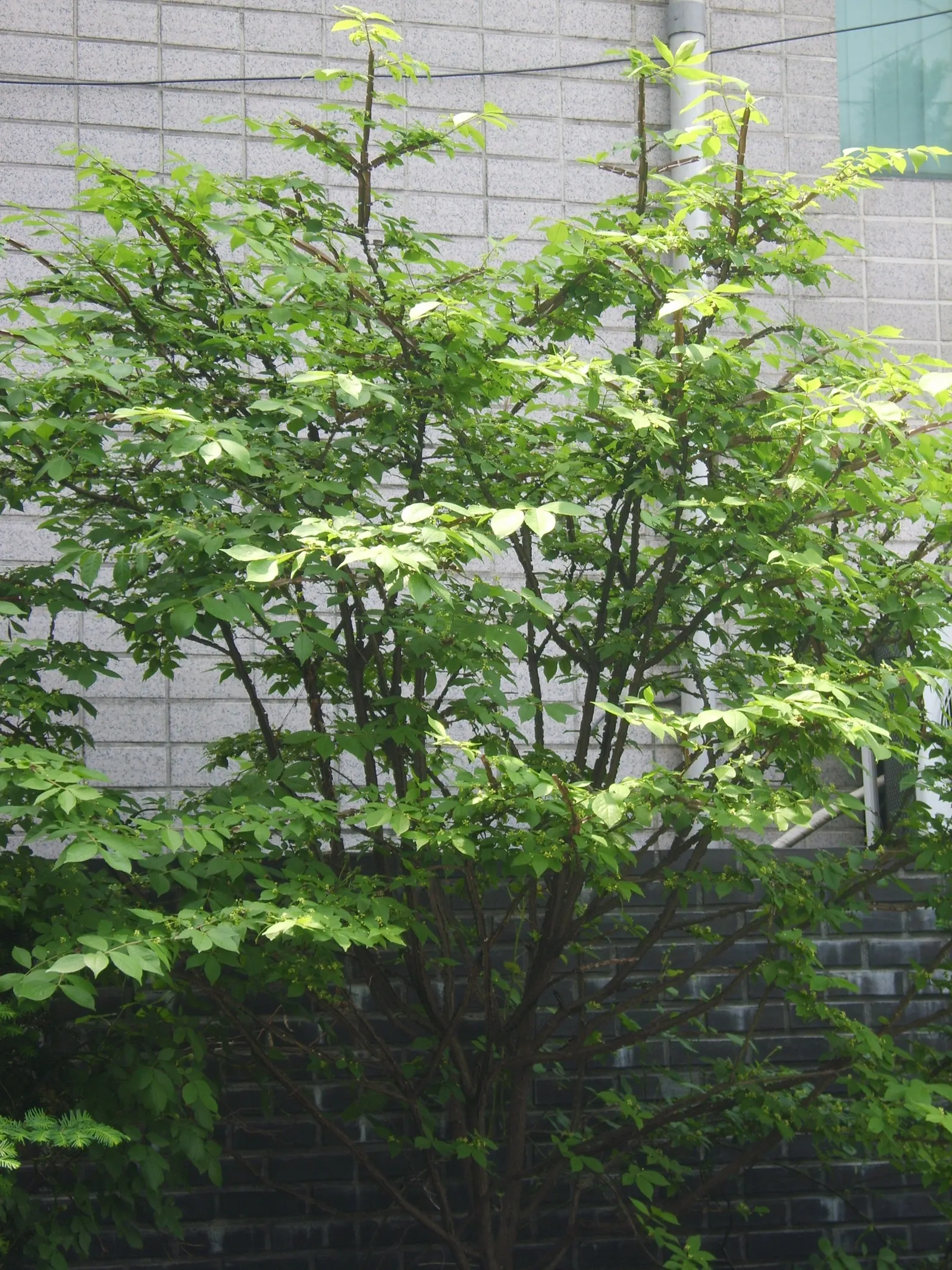 Winged Euonymus Or Burning Bush (Euonymus Alatus) — Excellent for hedging or as a focal point in temperate landscapes; loamy soils with a slightly, image 65
